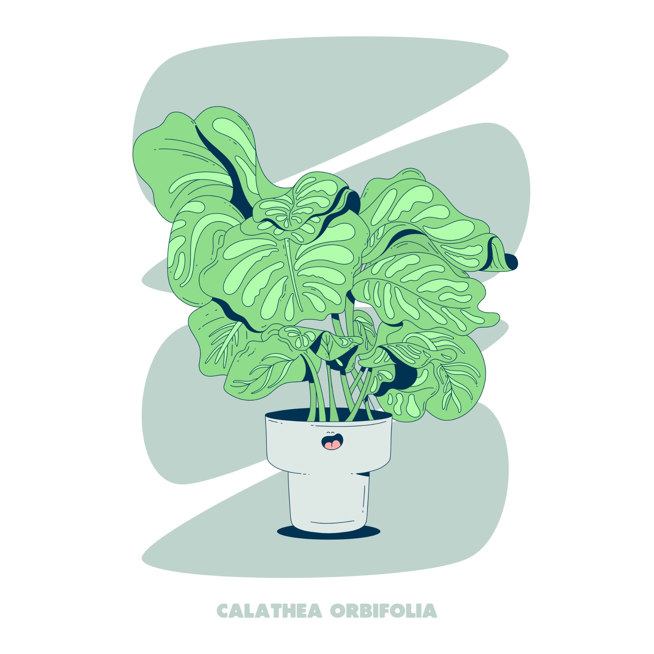 CALATHEA ORBIFOLIA - GREEN - SQ.jpg
