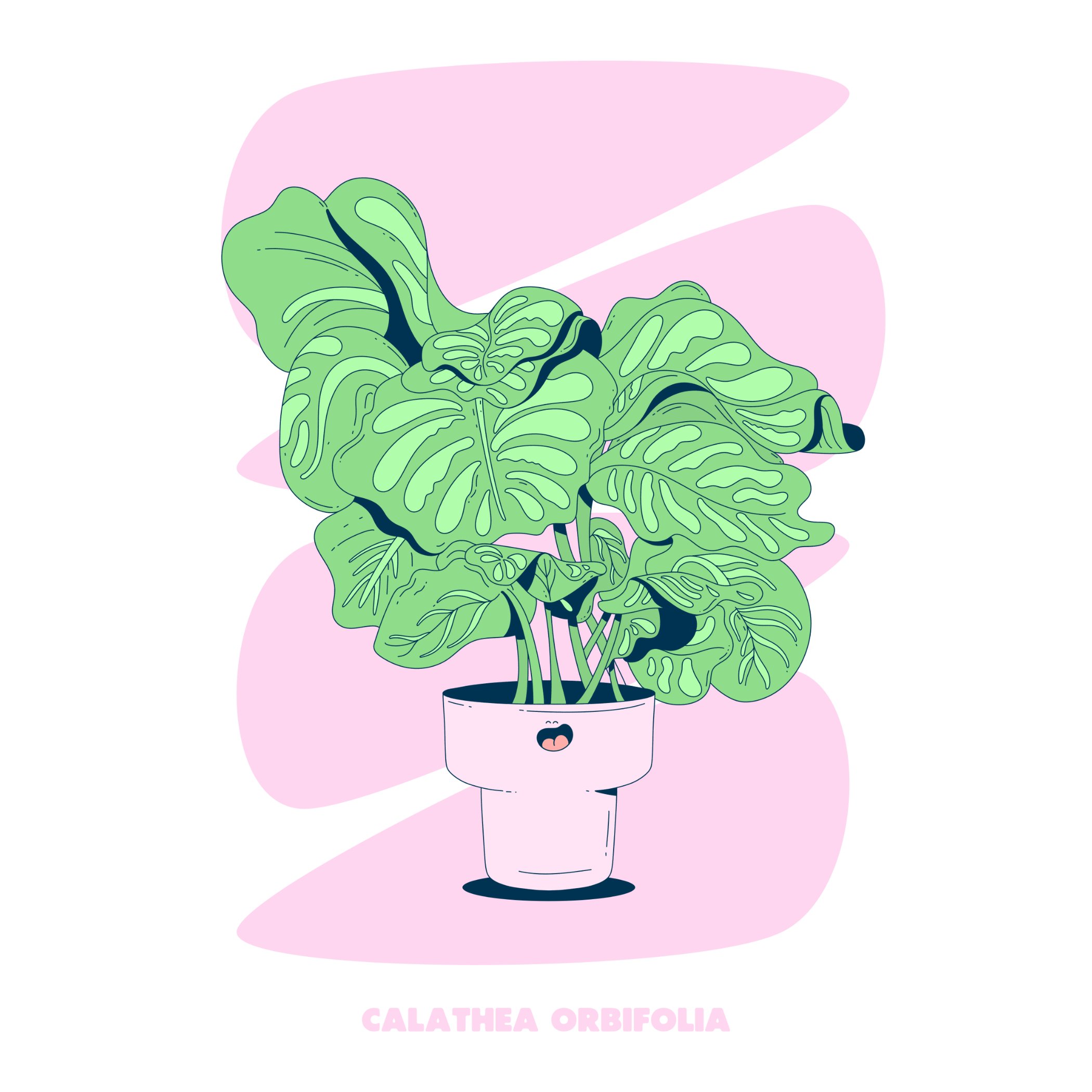 CALATHEA ORBIFOLIA - PINK - SQ.jpg