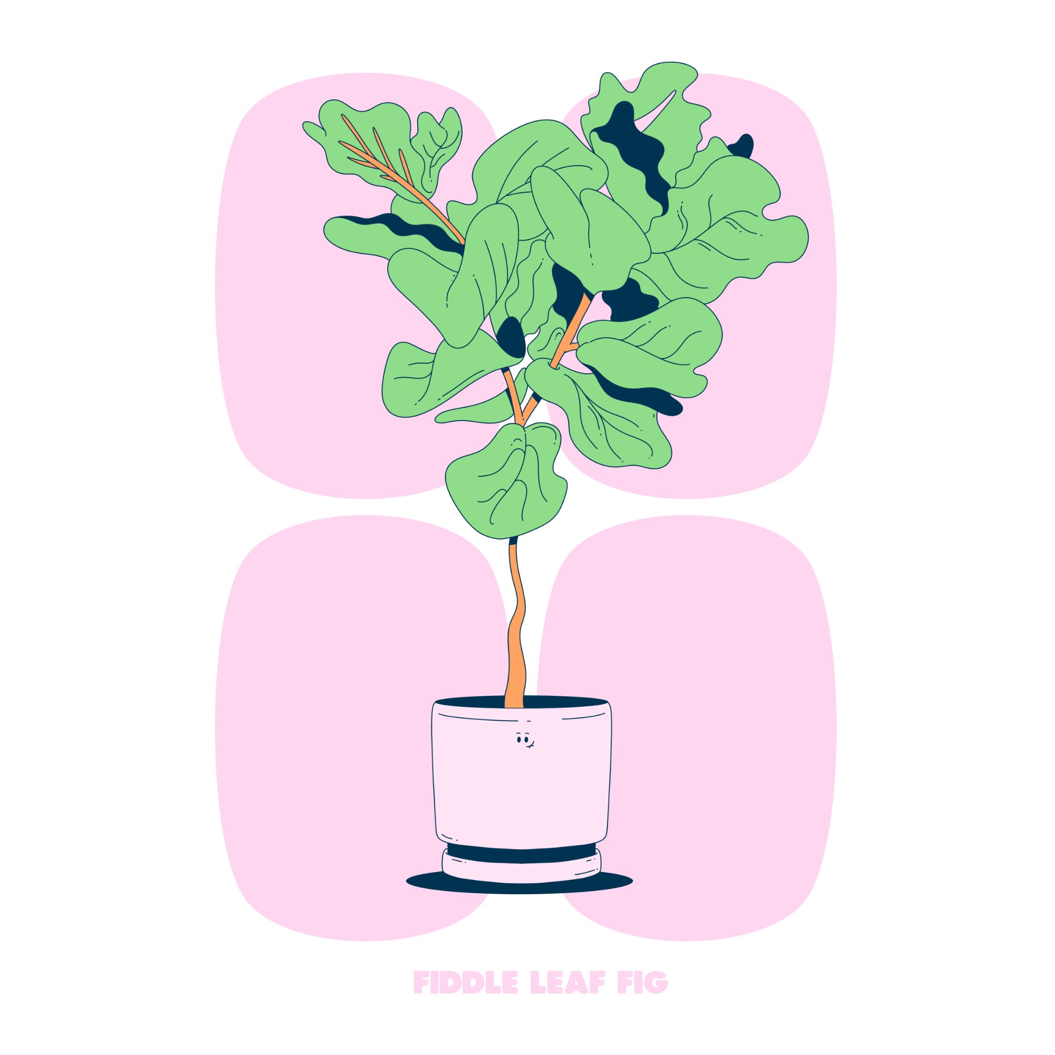 FIDDLE LEAF FIG - PINK - SQ.jpg