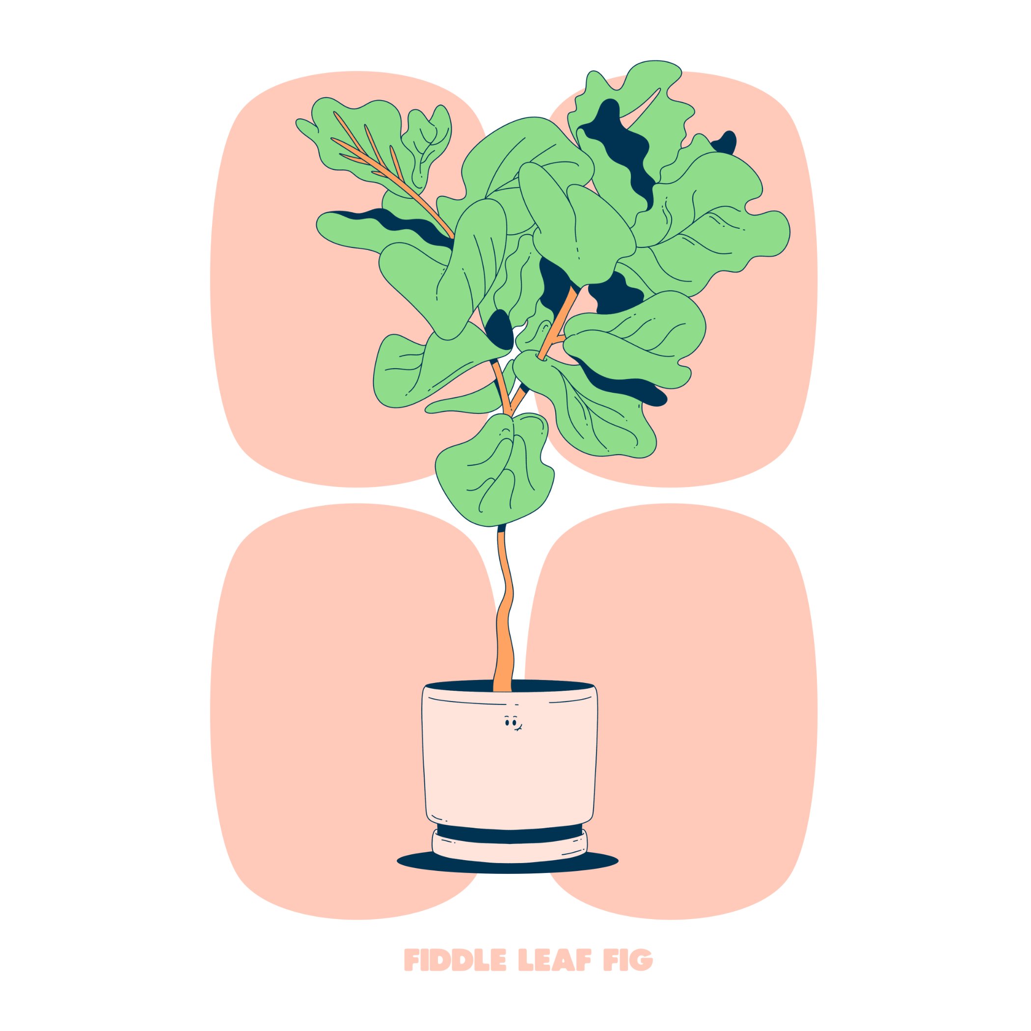 FIDDLE LEAF FIG - ORANGE - SQ.jpg