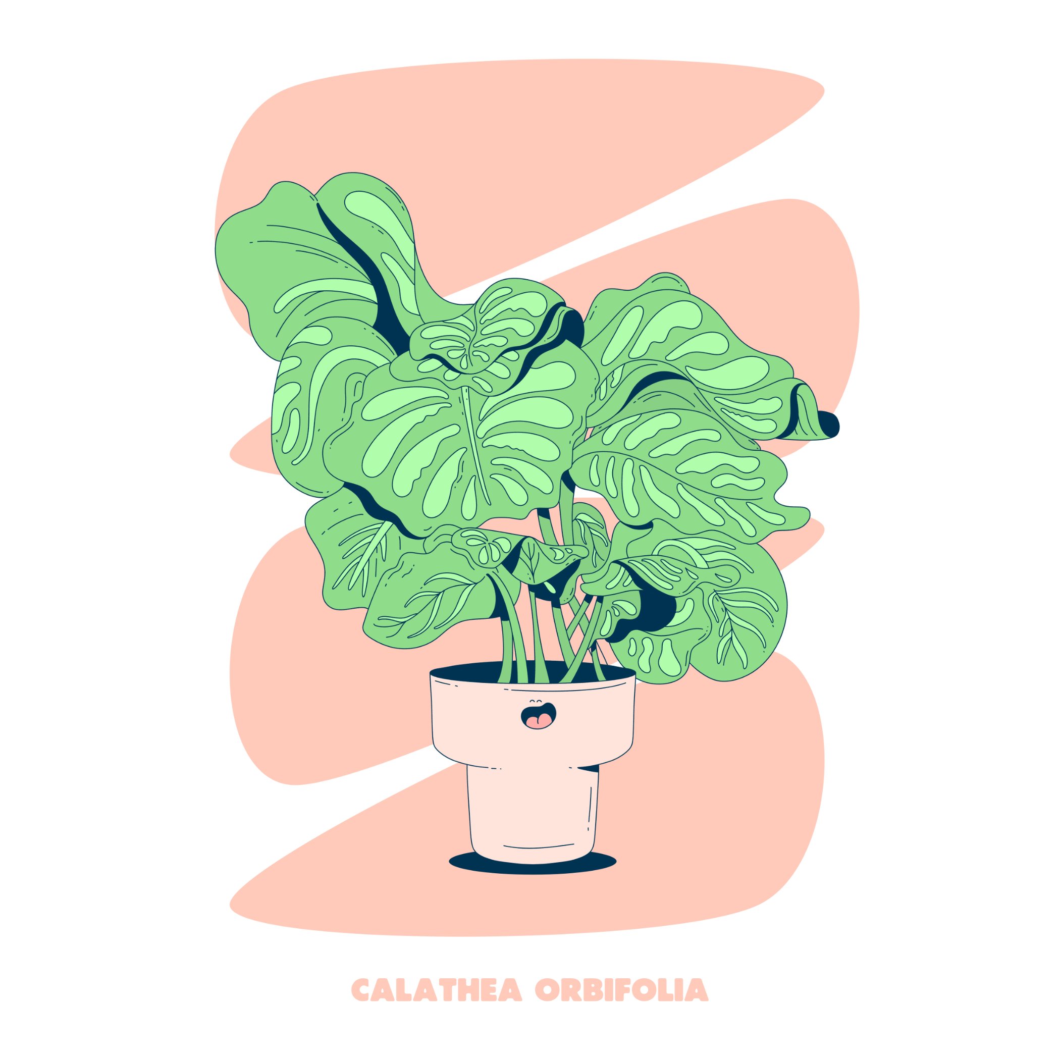 CALATHEA ORBIFOLIA - ORANGE - SQ.jpg