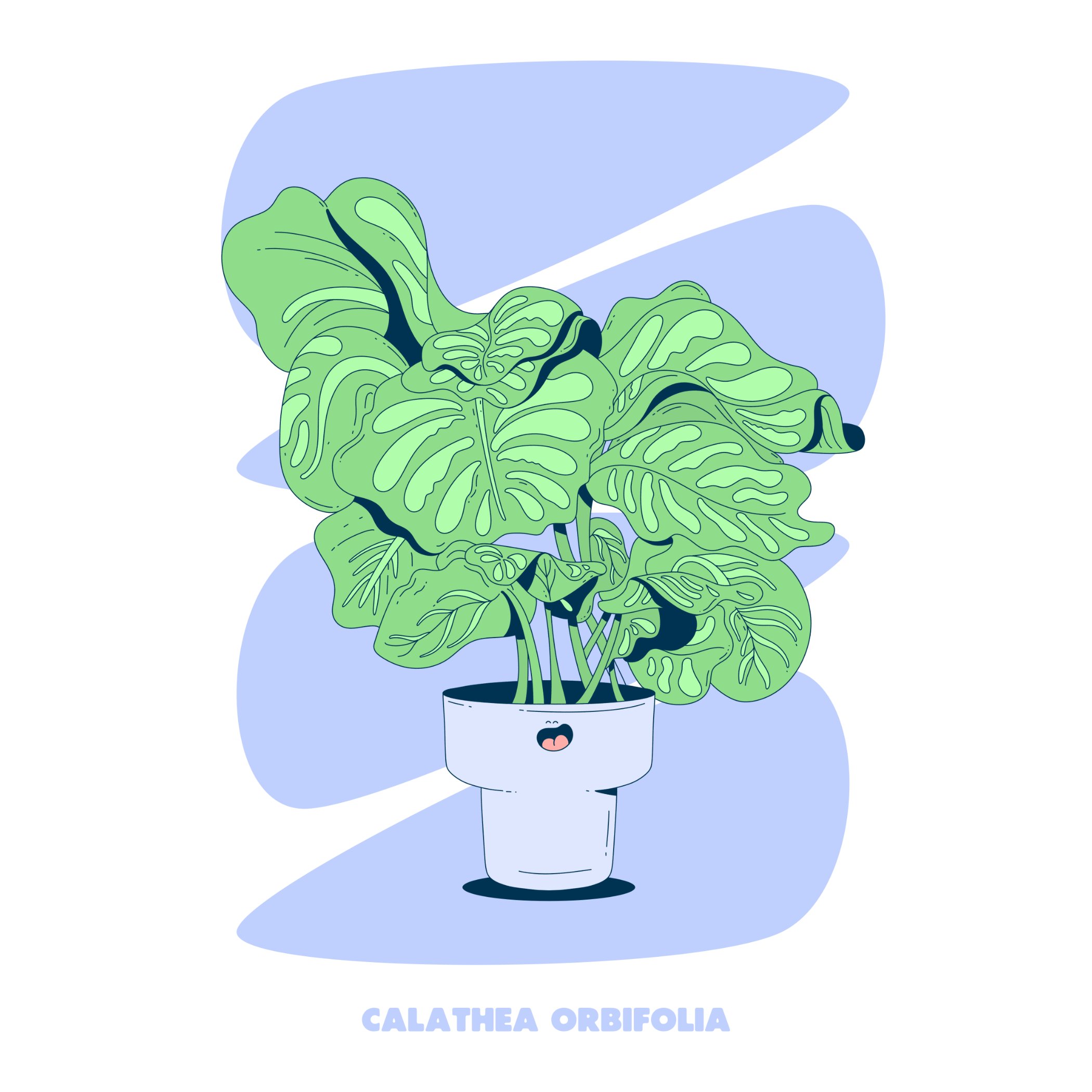 CALATHEA ORBIFOLIA - BLUE - SQ.jpg
