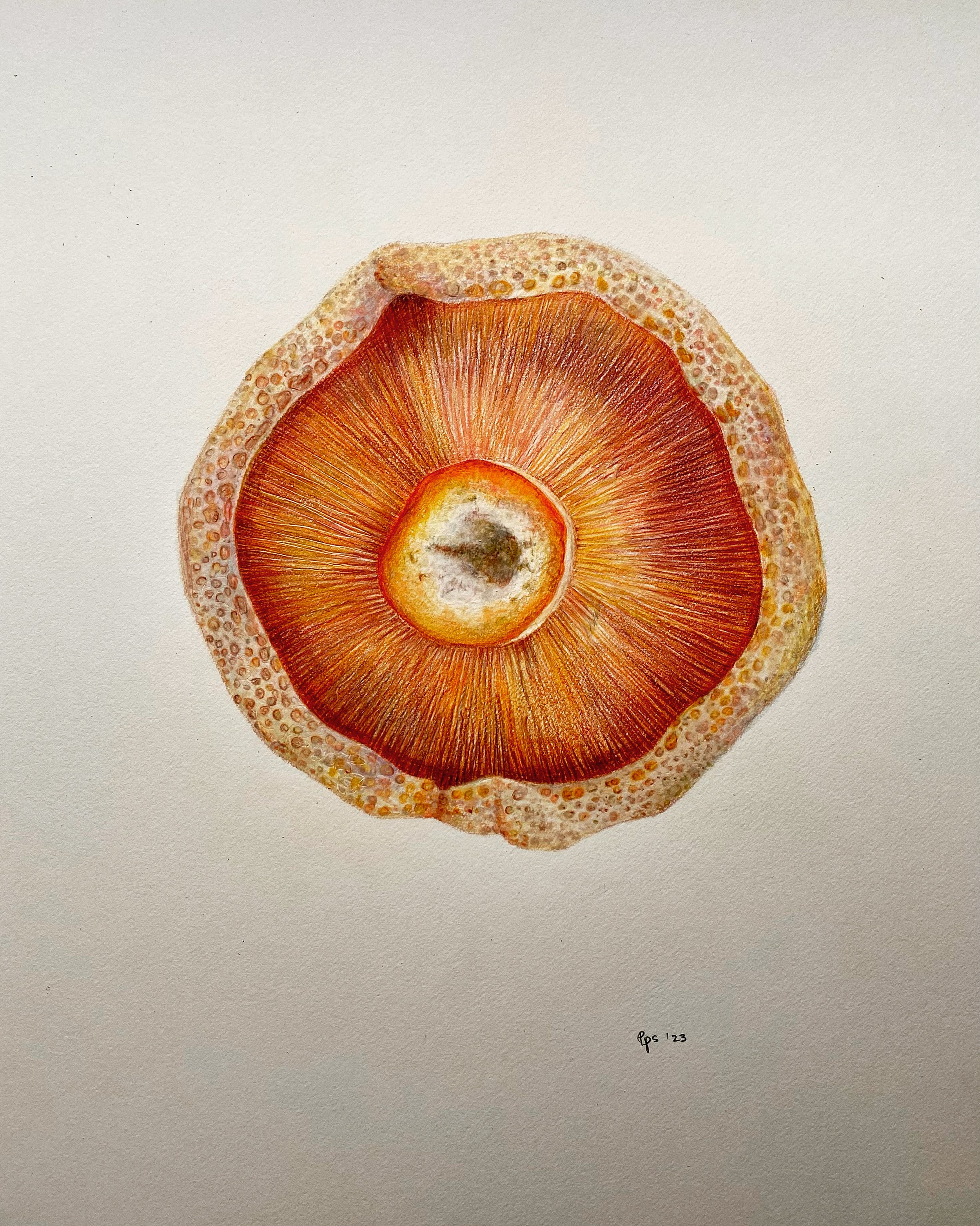 Pine Mushroom 2