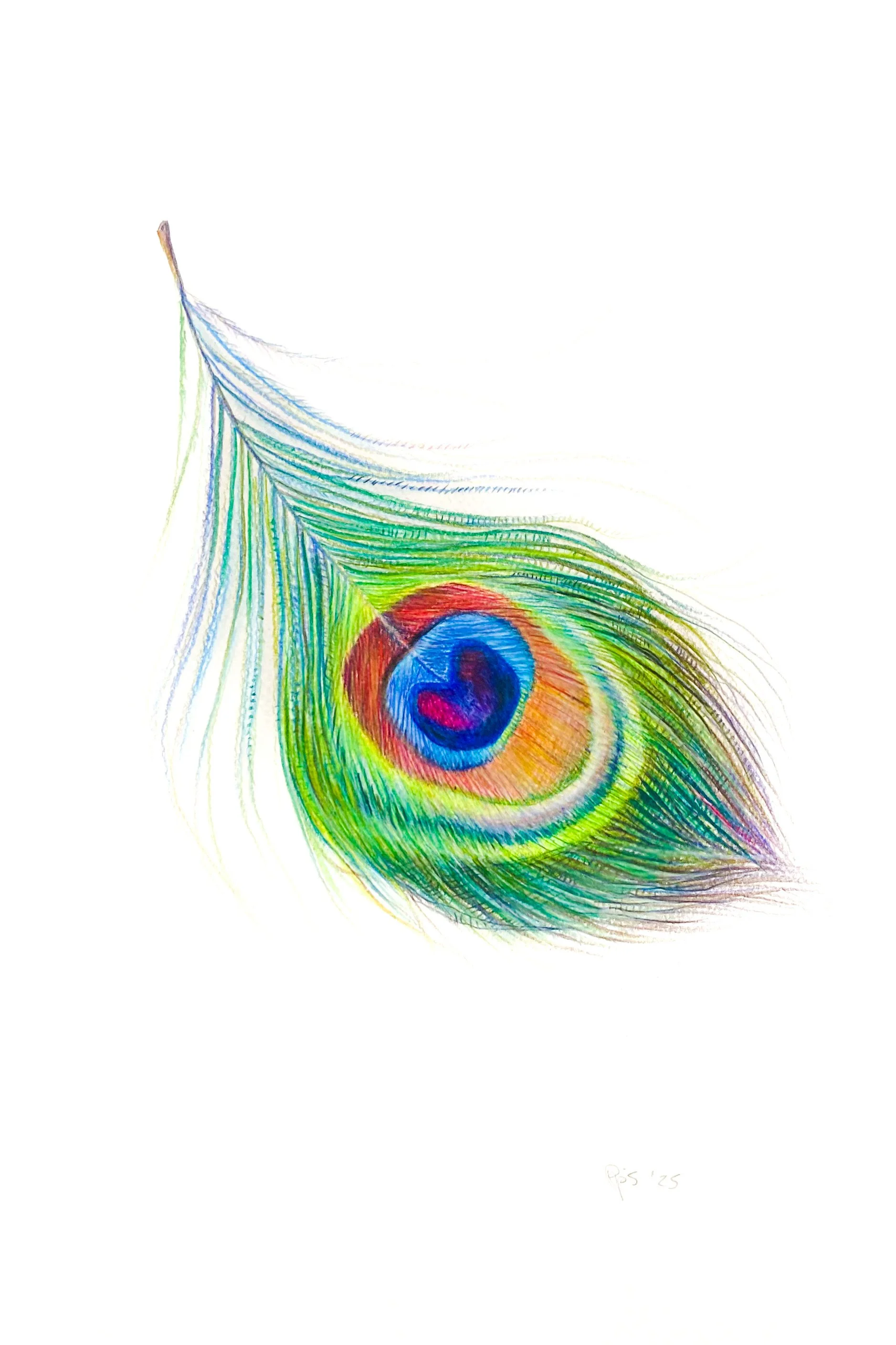 Peacock Feather