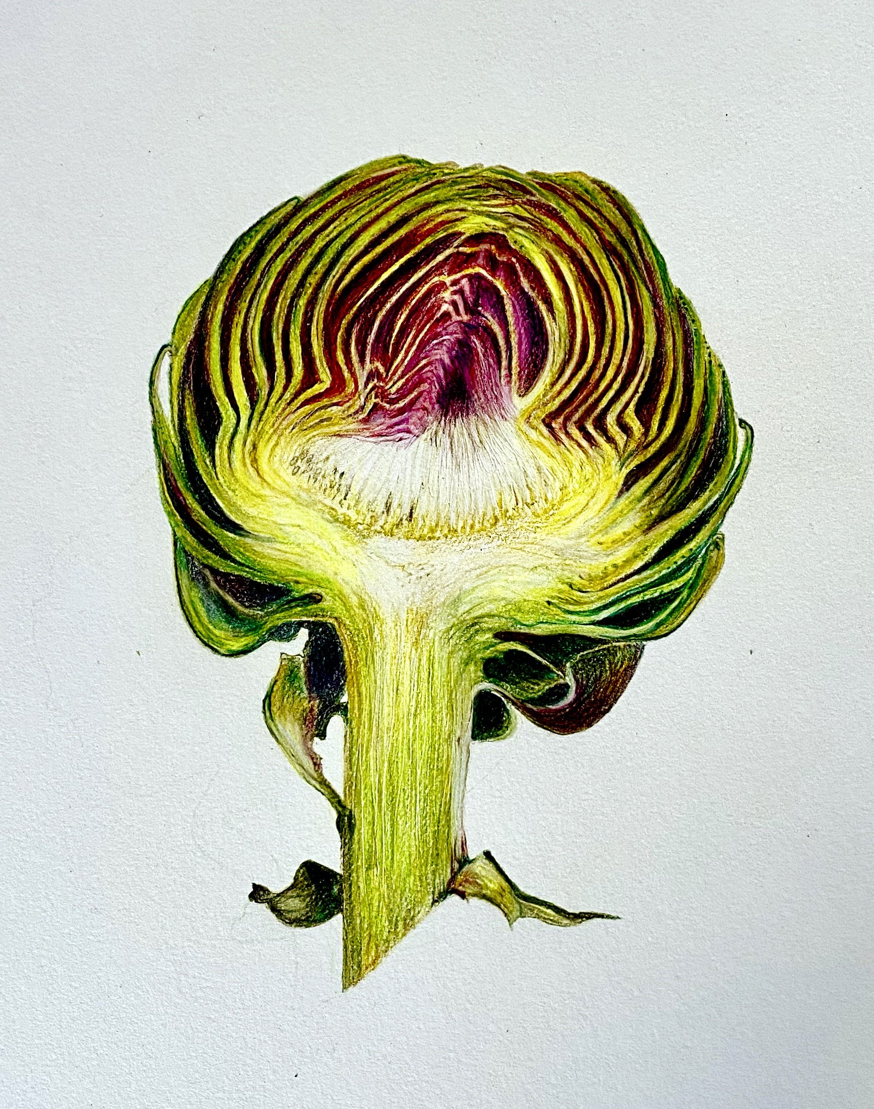 Globe Artichoke