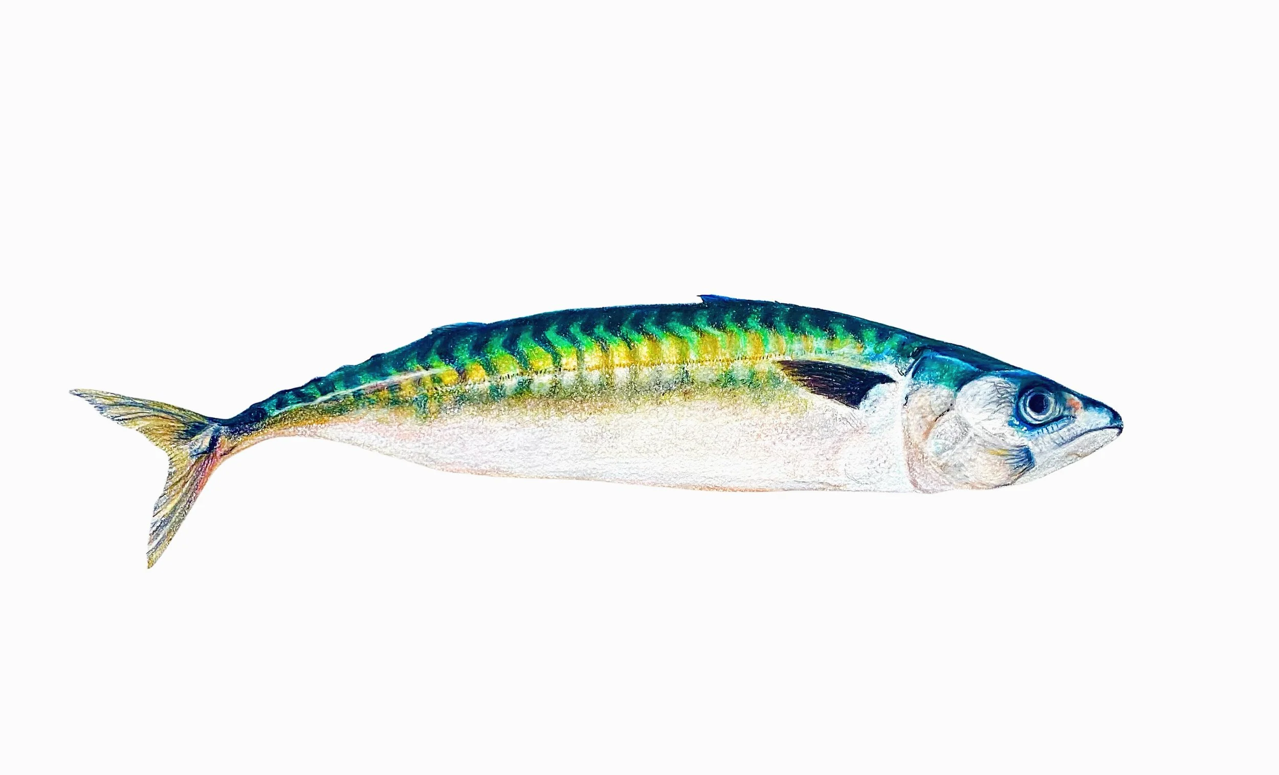 Cranky Mackerel