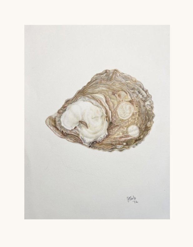 Sydney Rock Oyster