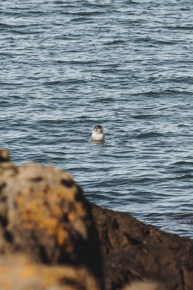 Seehund streckt den Kopf aus dem Meer von Island,