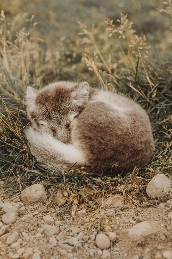 Isländischer Polarfuchs während eines Nickerchens im Herbst