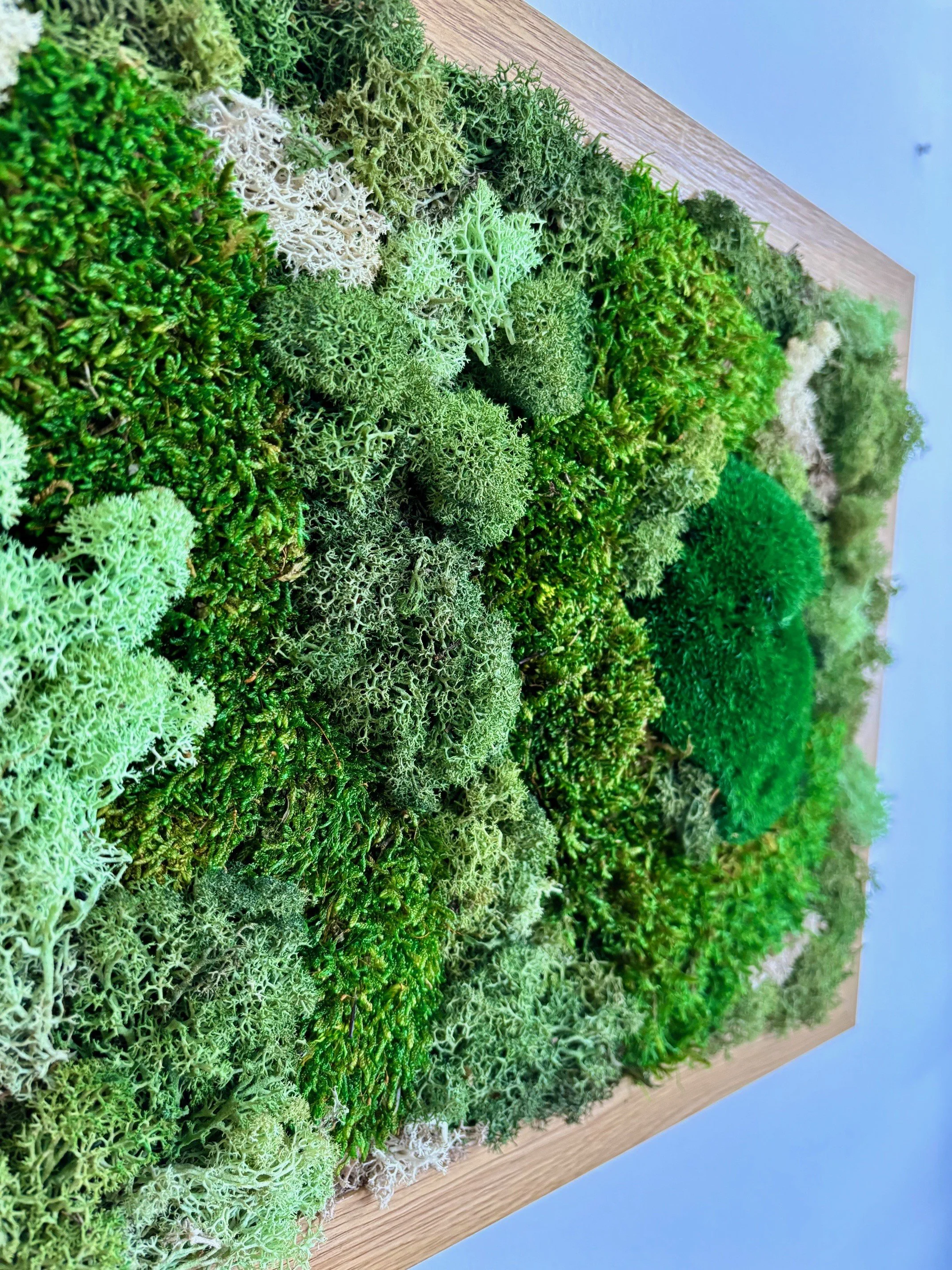 moss harmony left.jpg