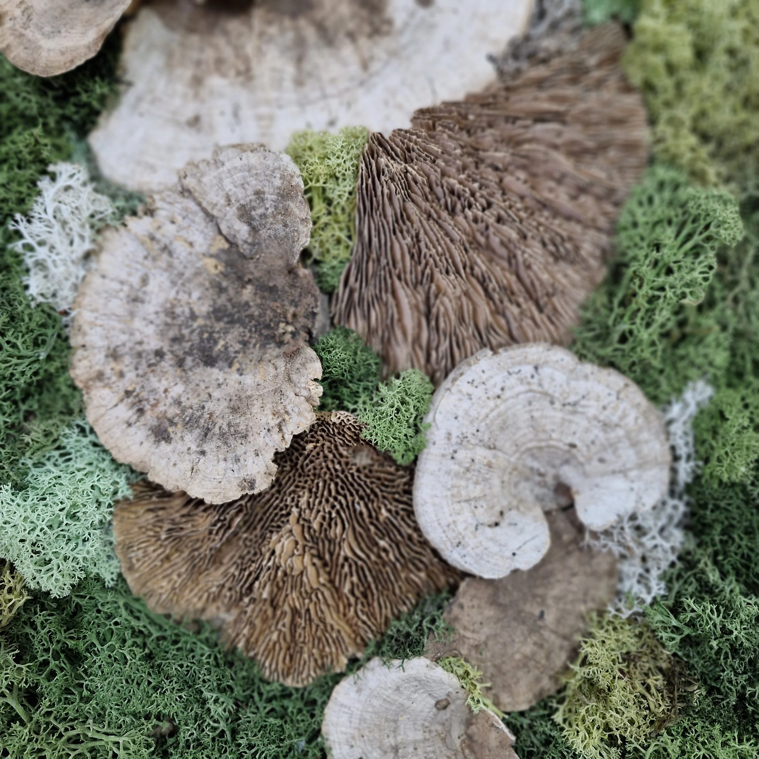 mushroom med closeup.jpg