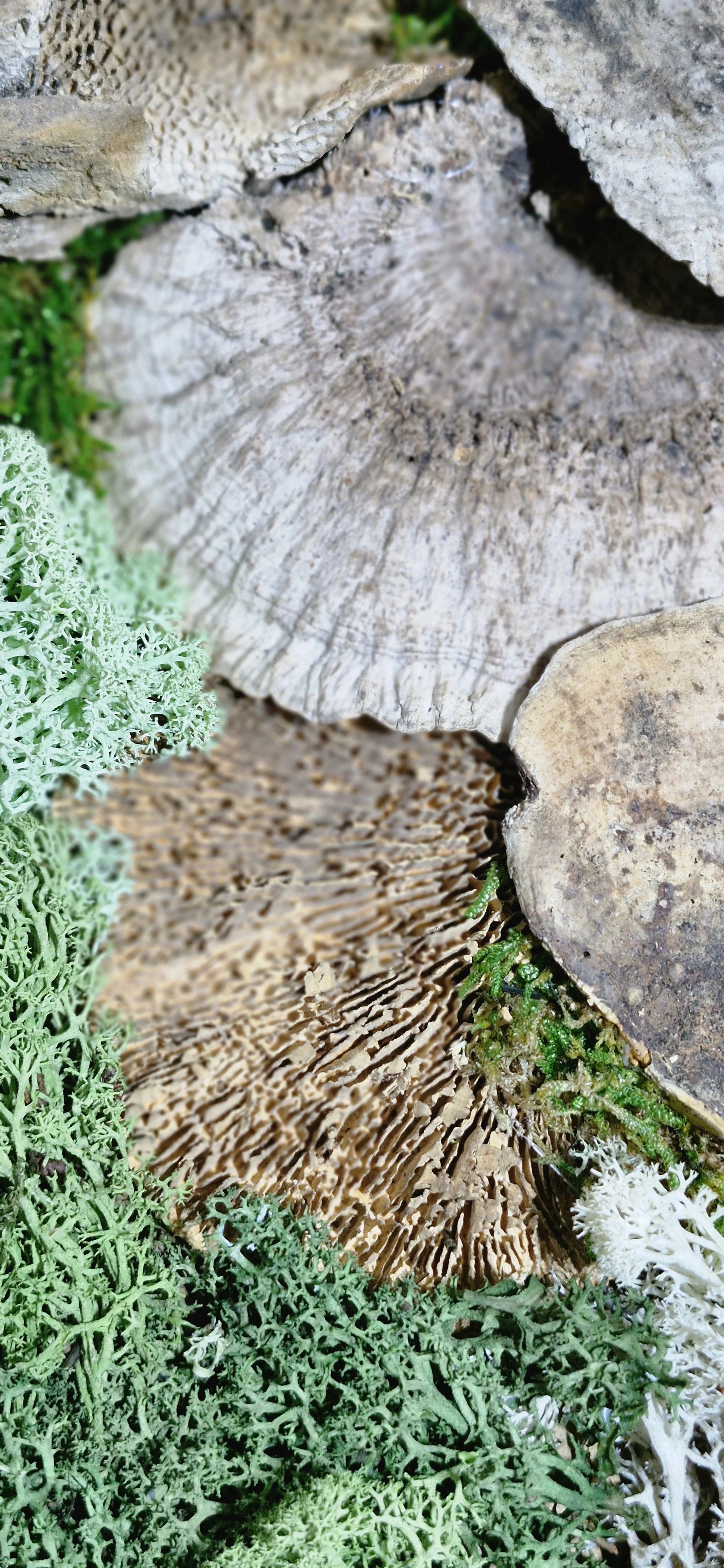 mushroom medley closeup 3.jpg