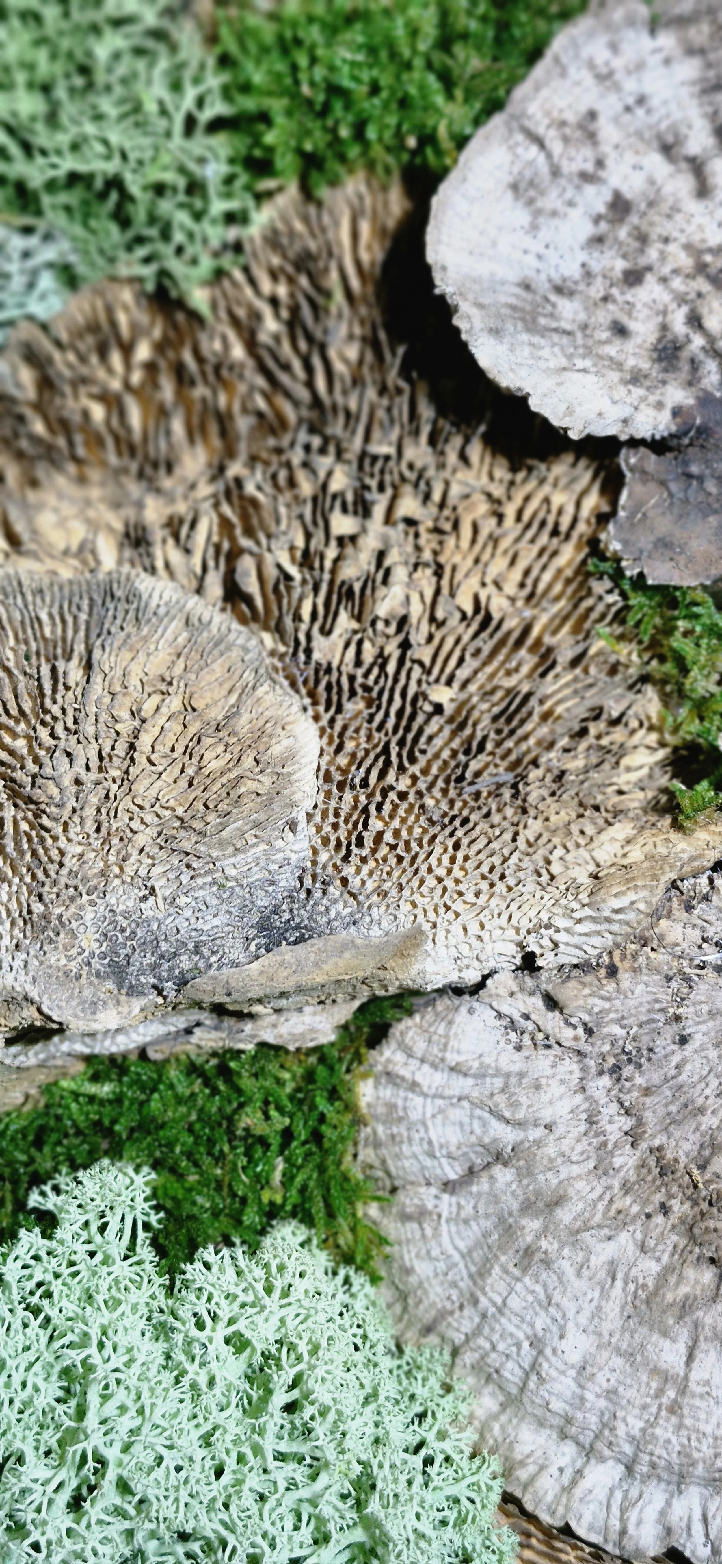 mushroom medley closeup 2.jpg