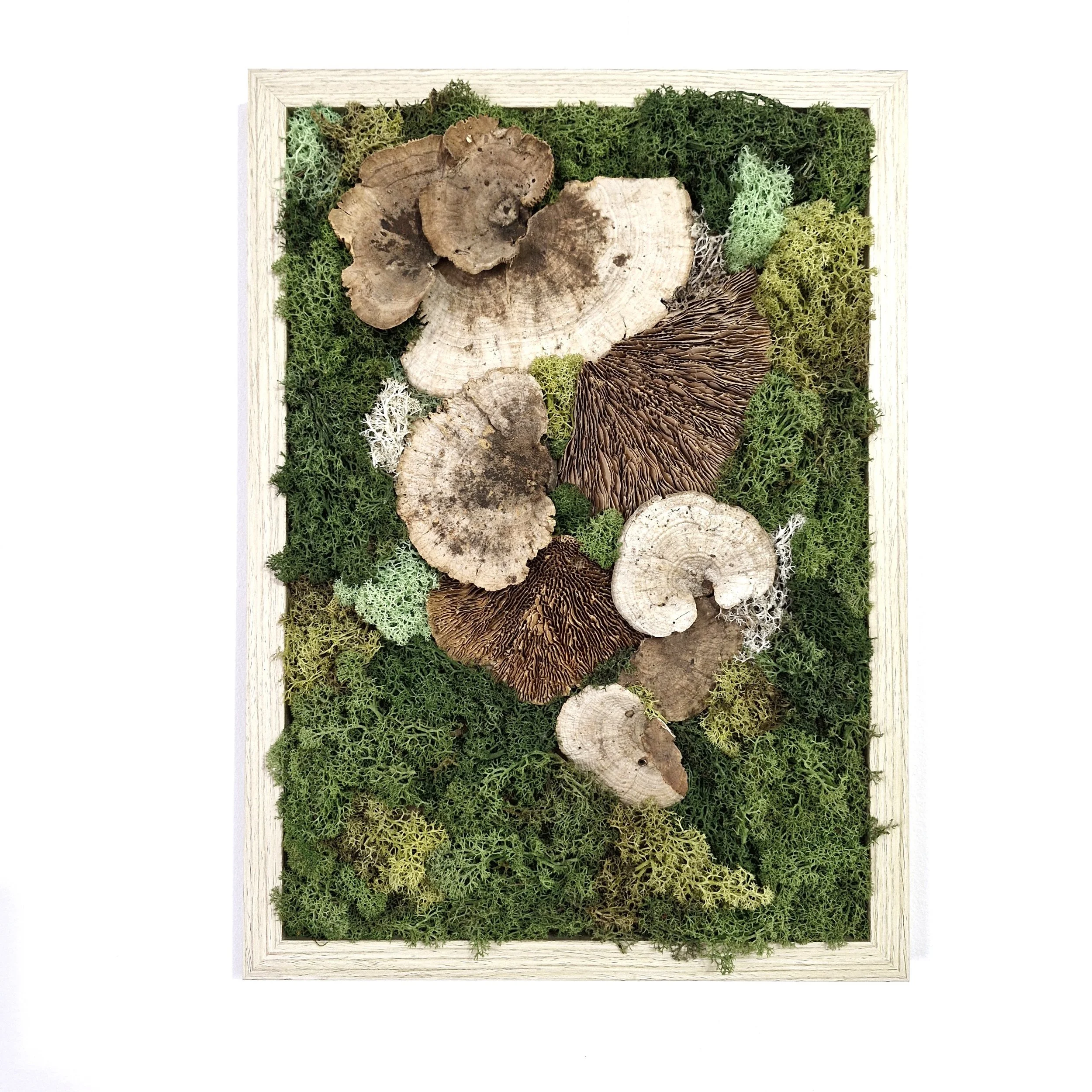 mushroom med front.jpg