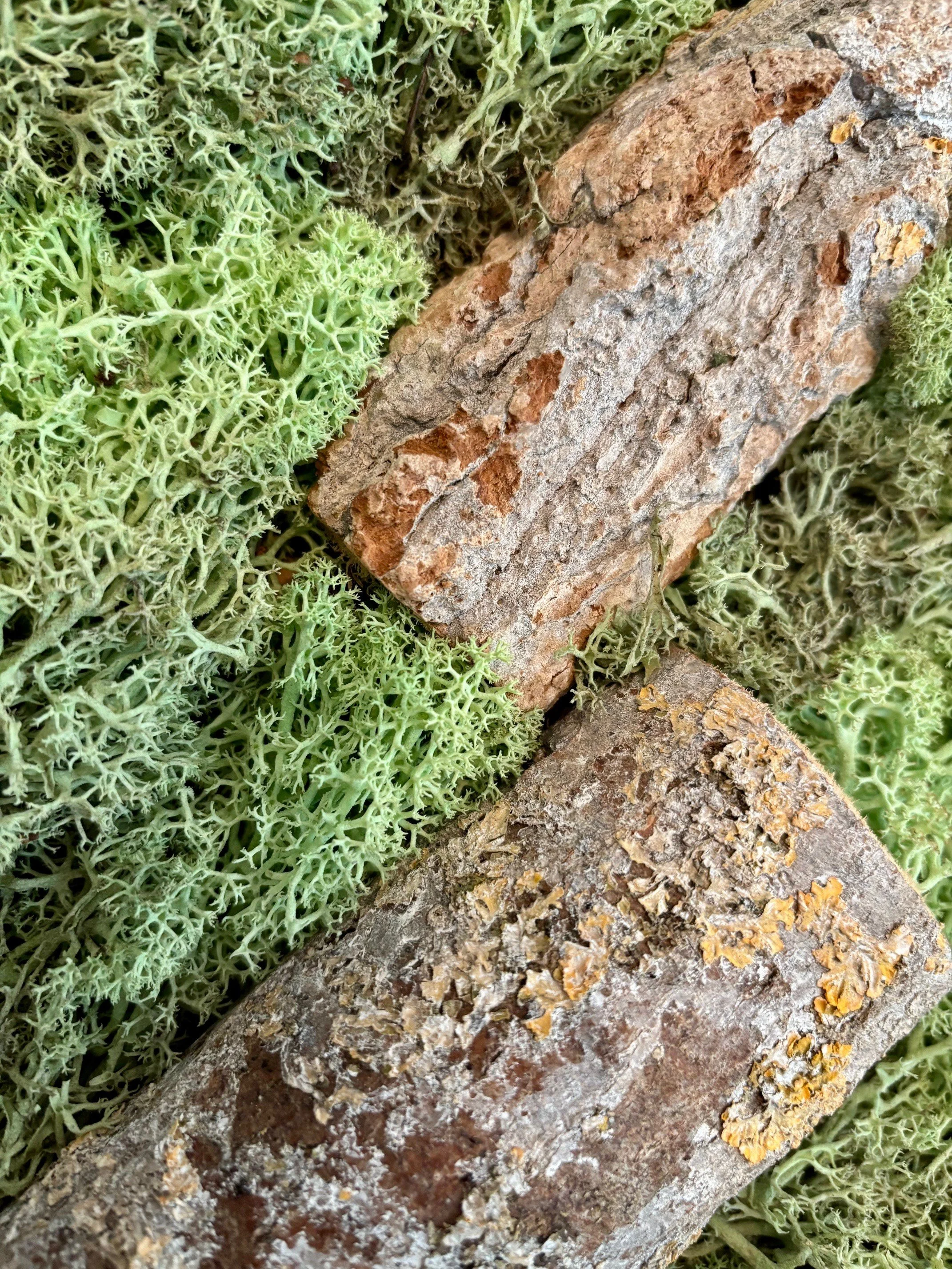 whitewoods closeup 2.jpg