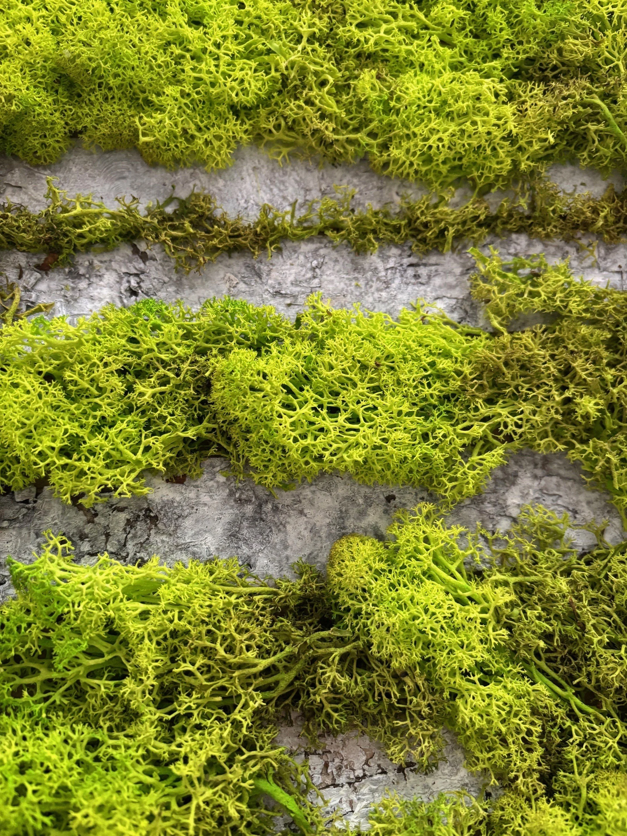 springtime closeup.jpg