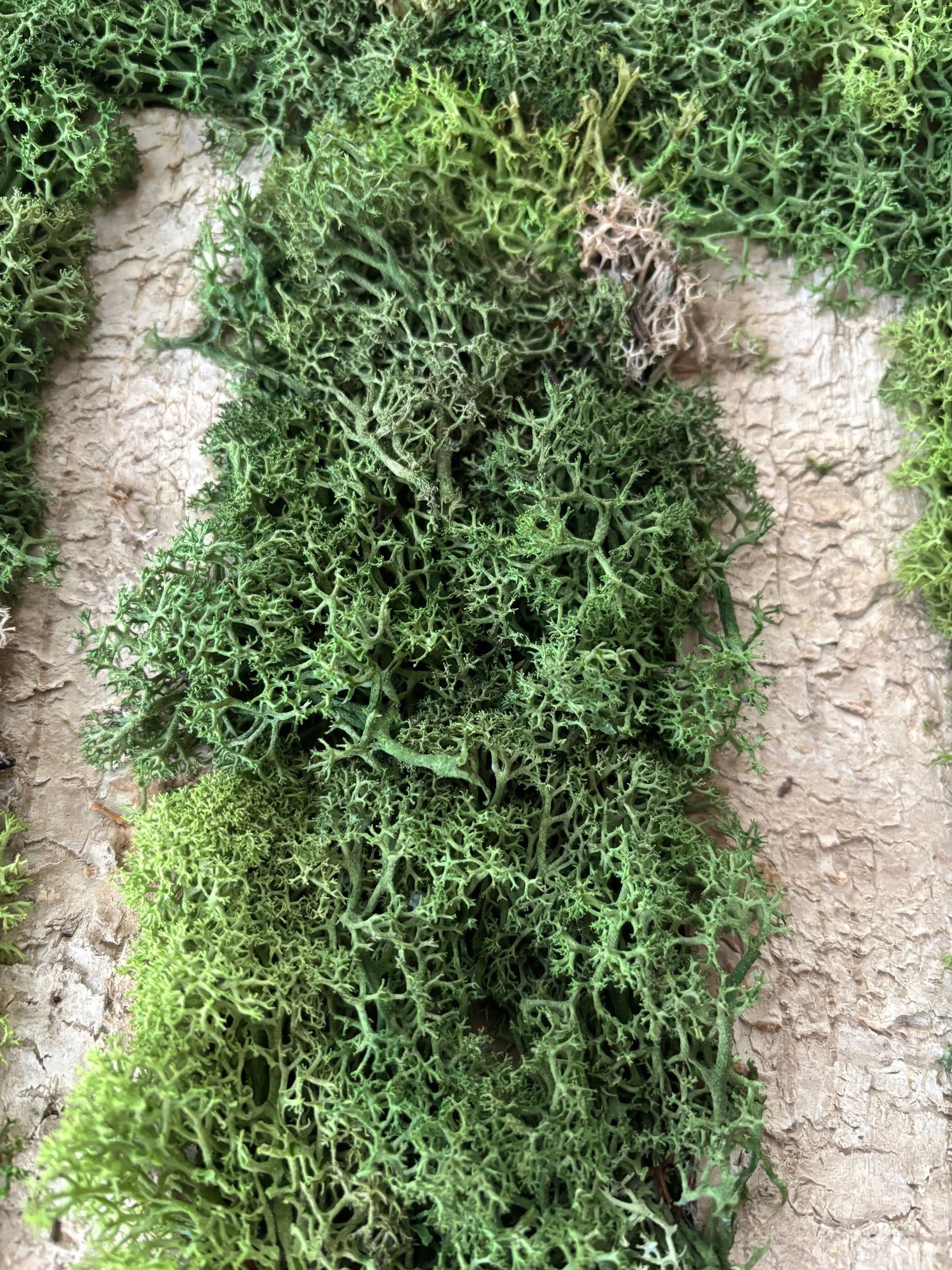 woodland whisper closeup 1.jpg