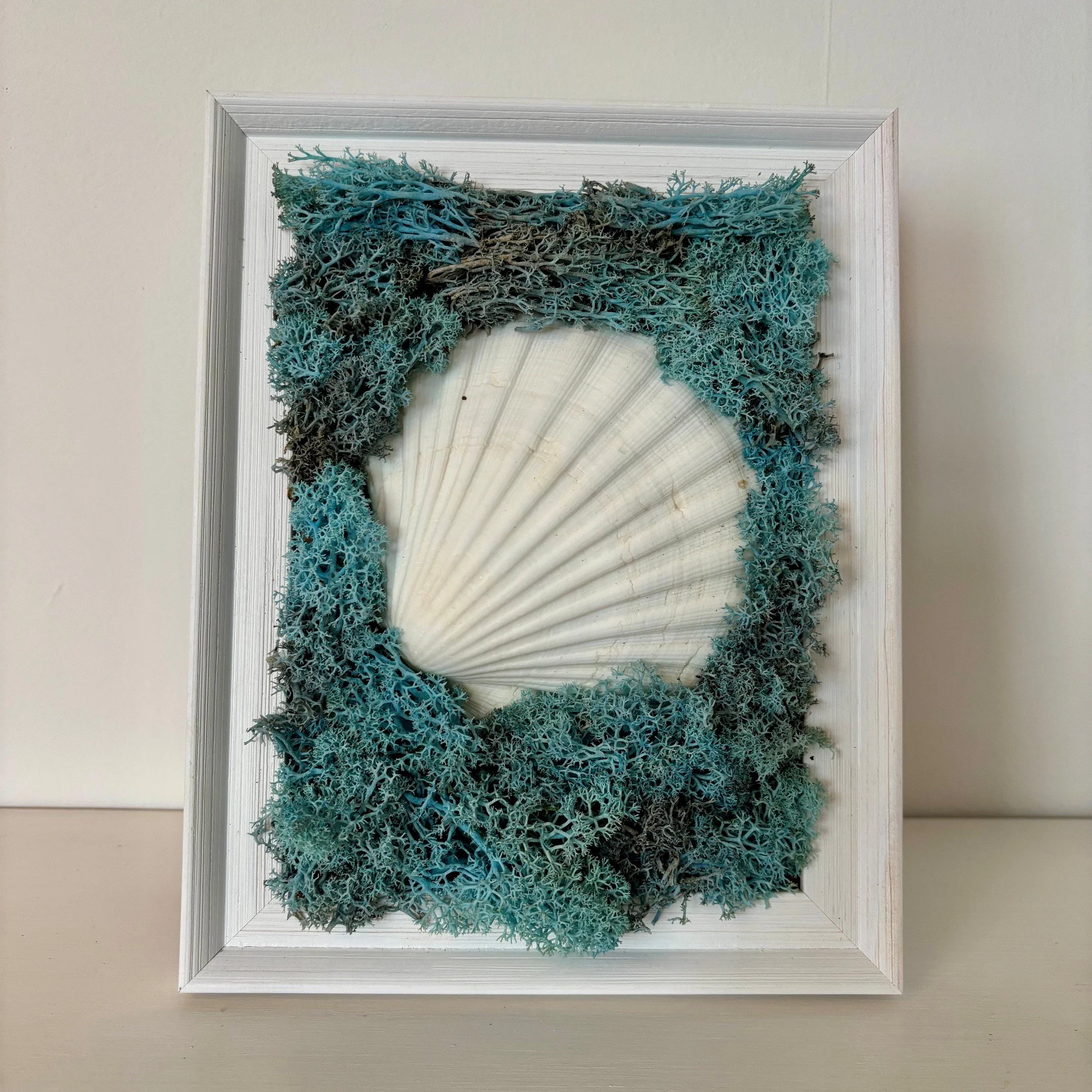 shell 5.jpg