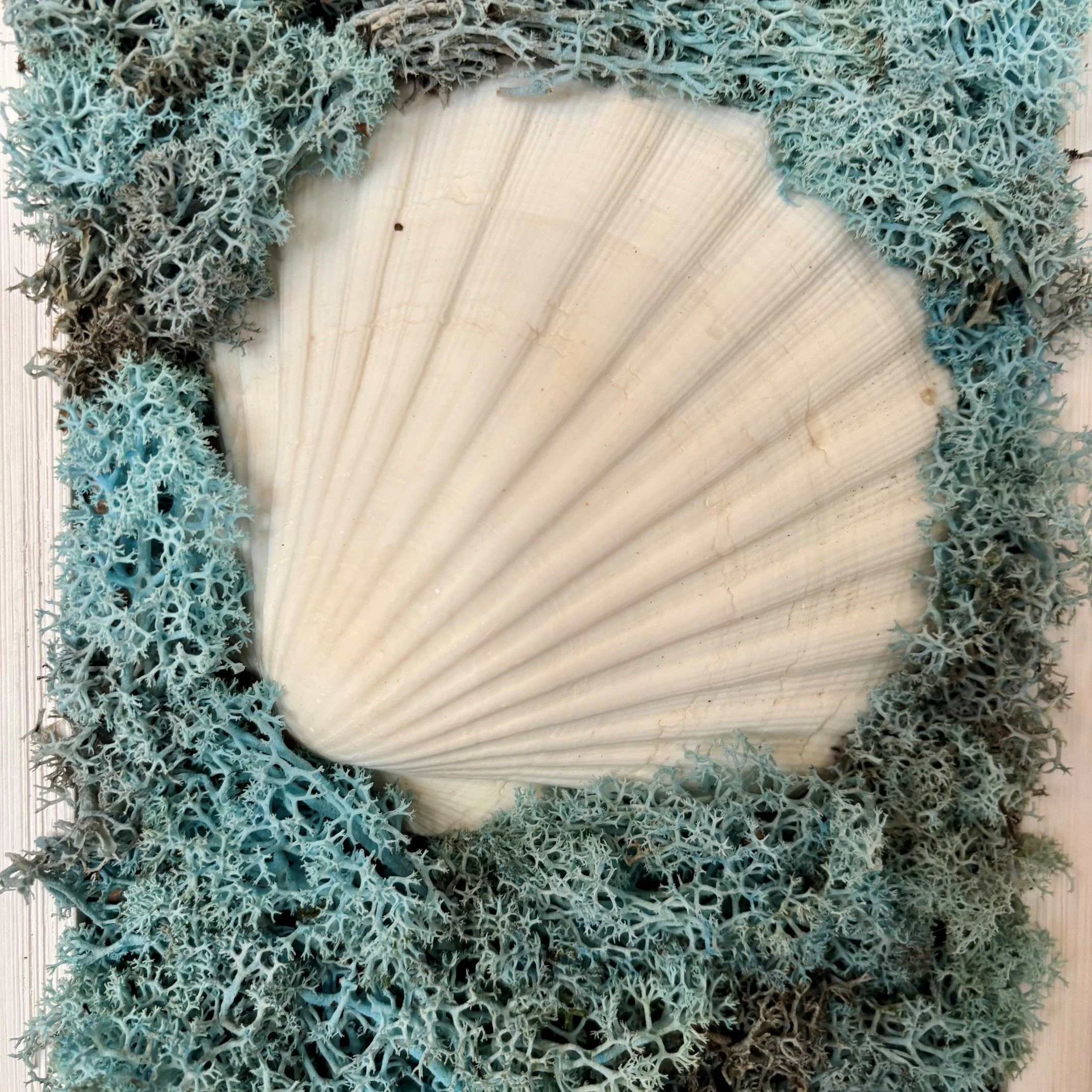 shell 4.jpg