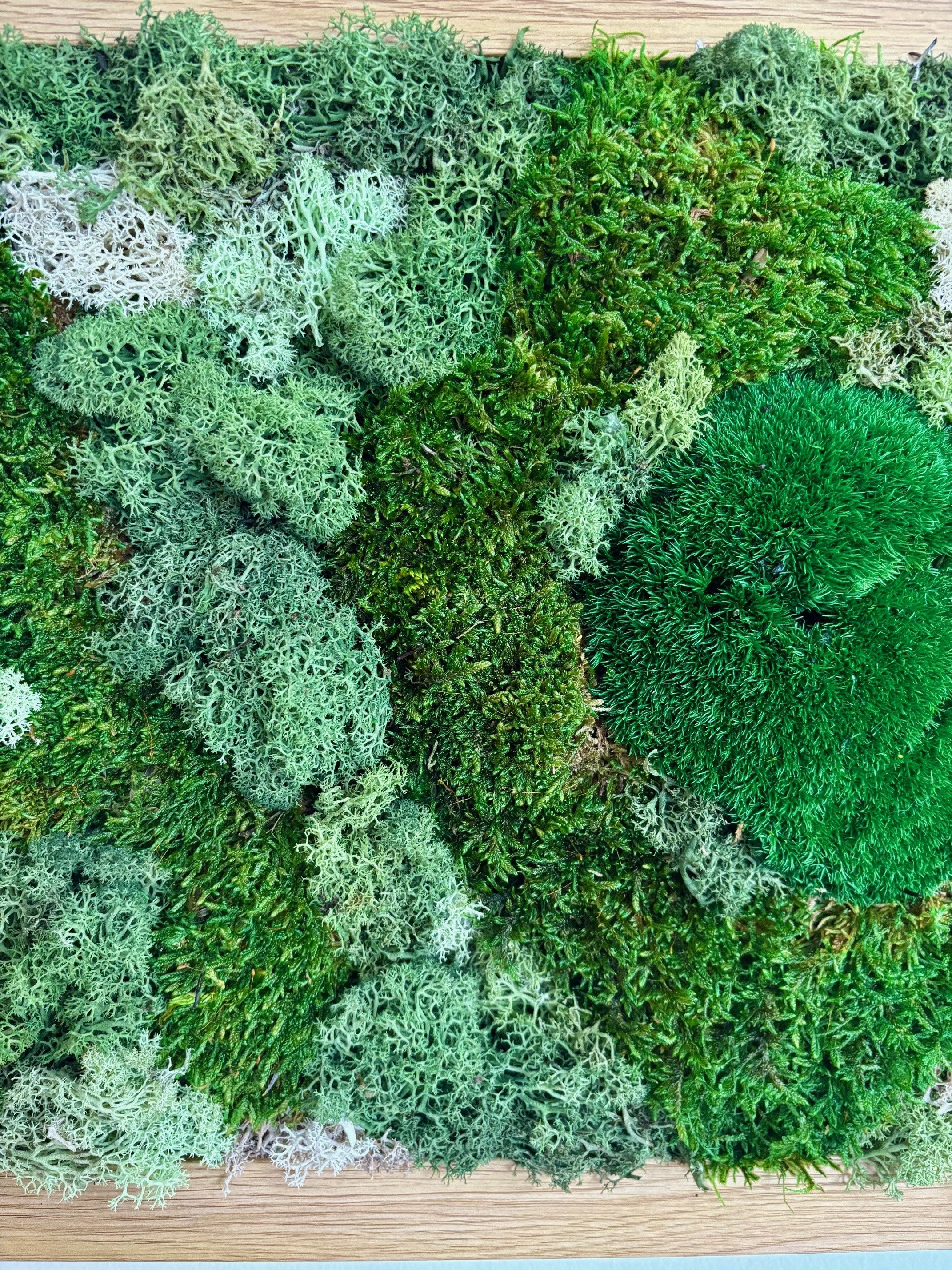 moss harmony closeup2.jpg