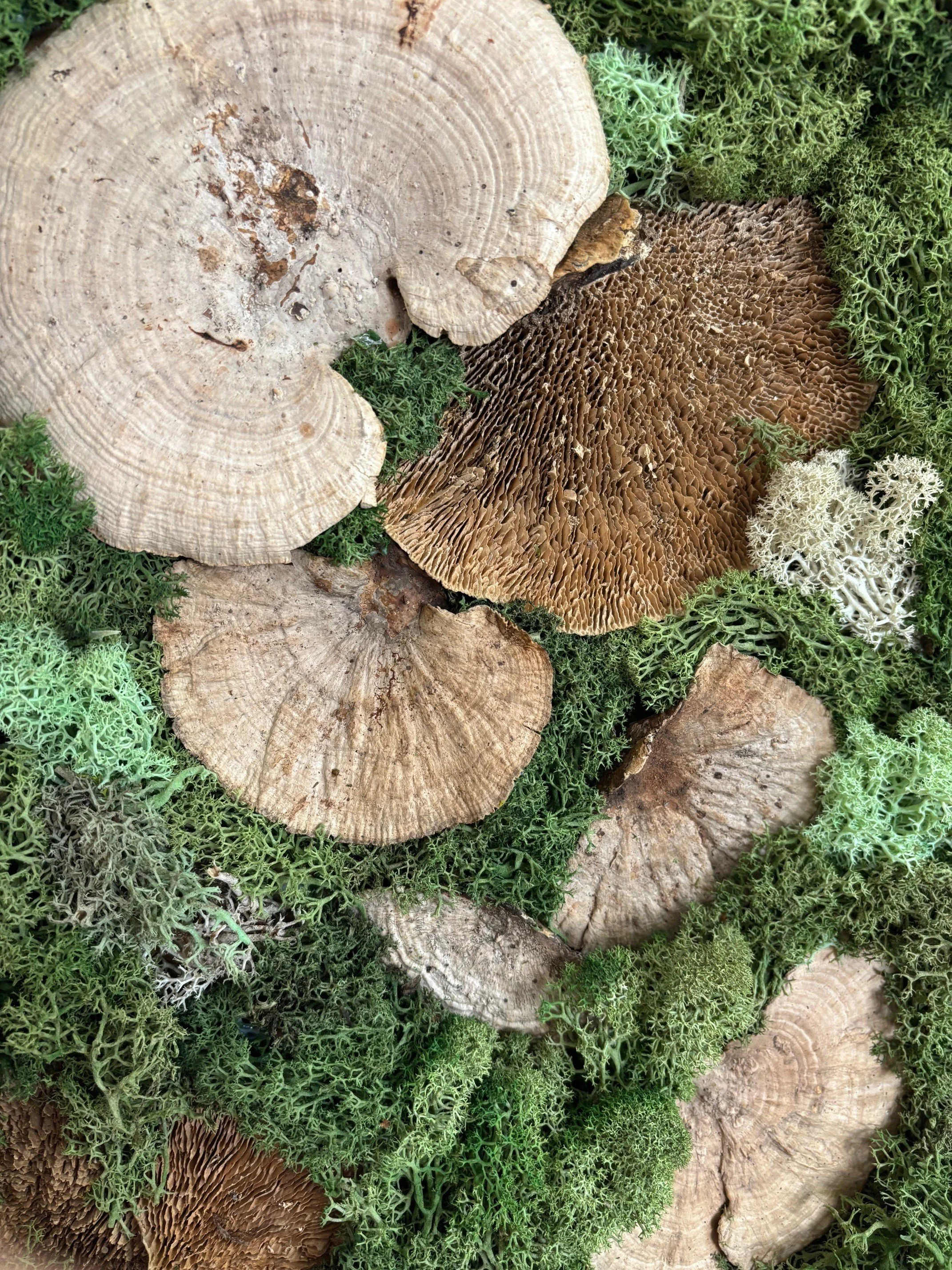 mushroom medley closeup may.jpg