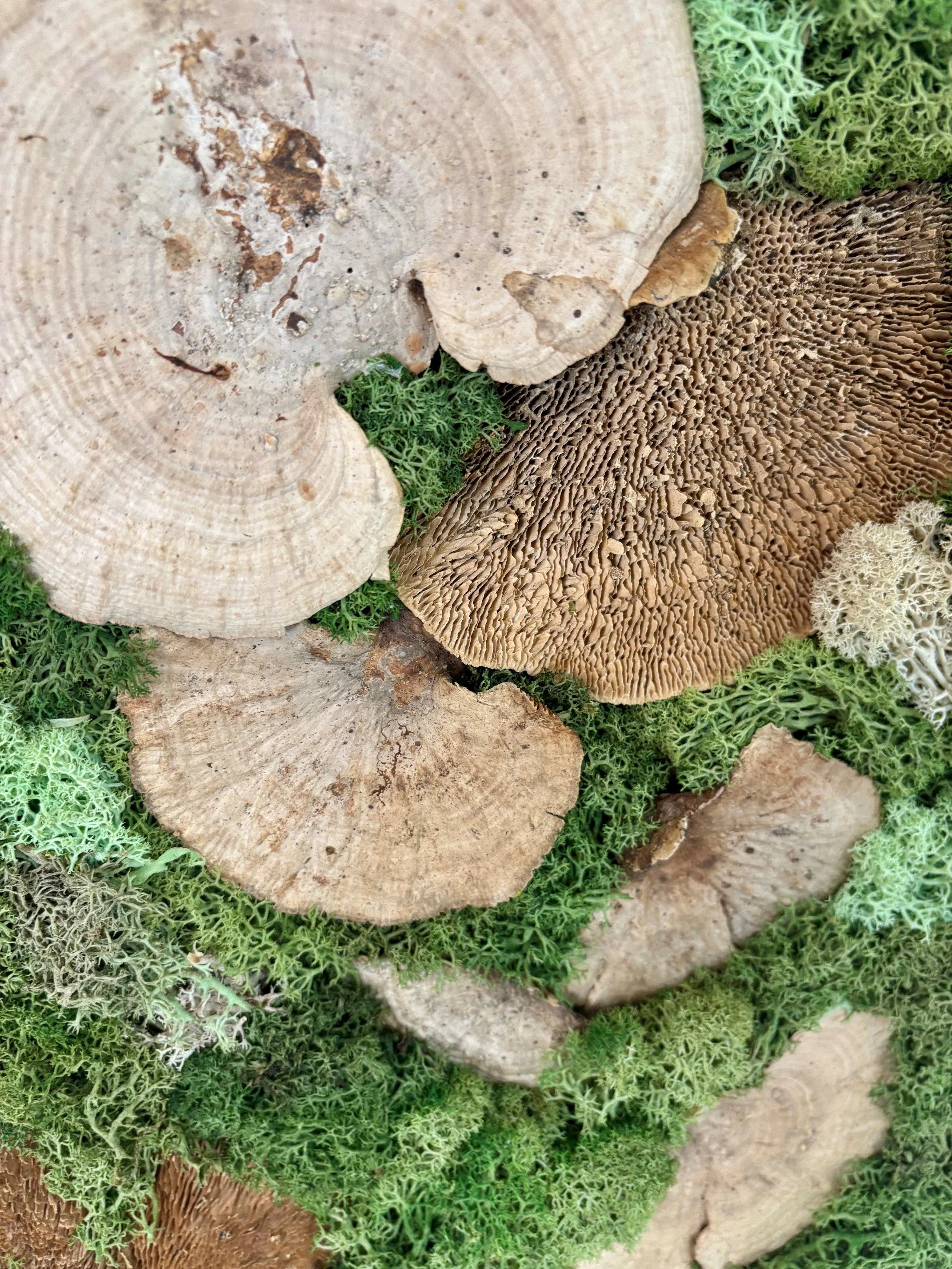 mushroom 3.jpg