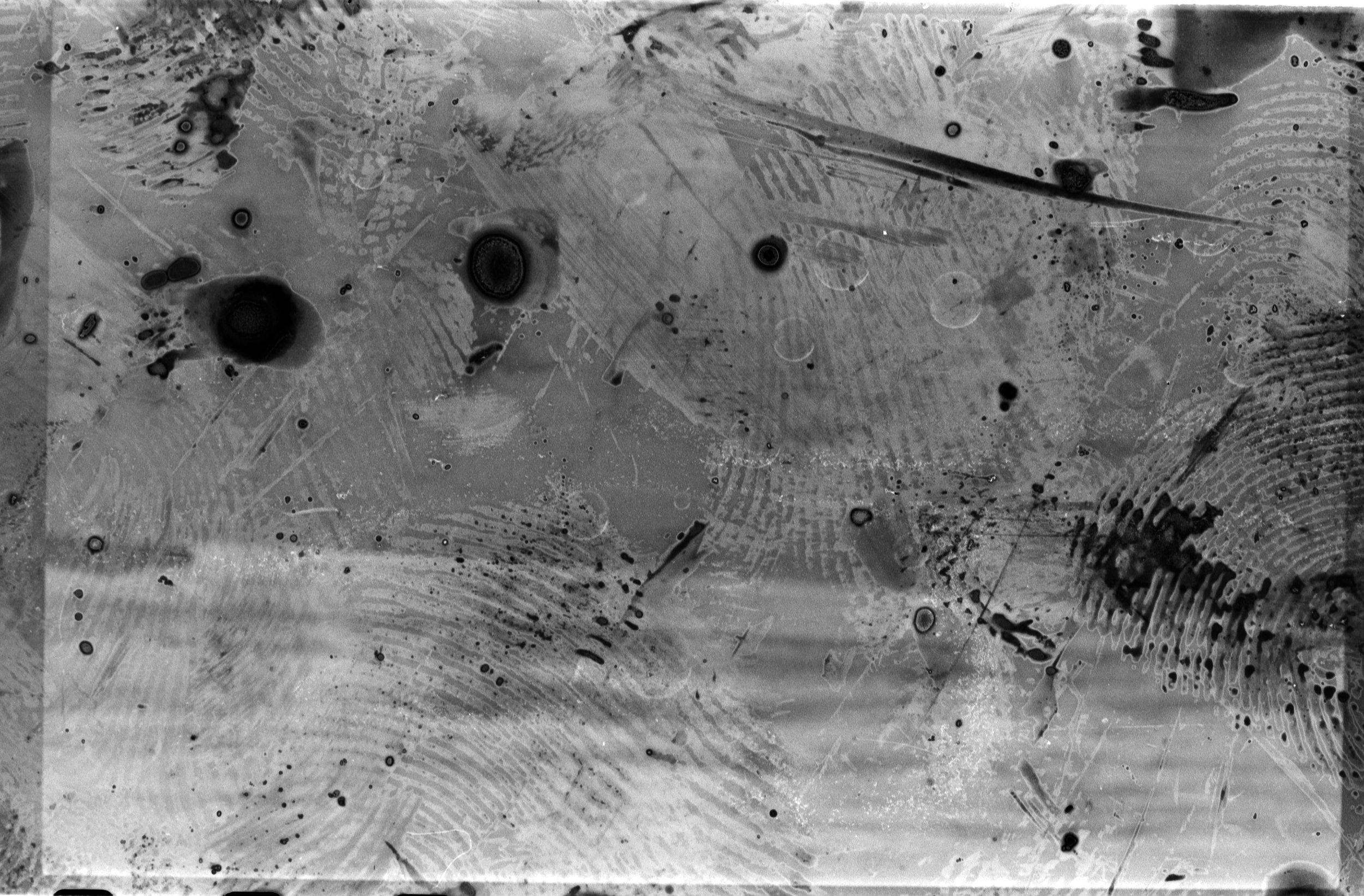 experimental frame developed with plants on the shore of Lake Ontario 2025