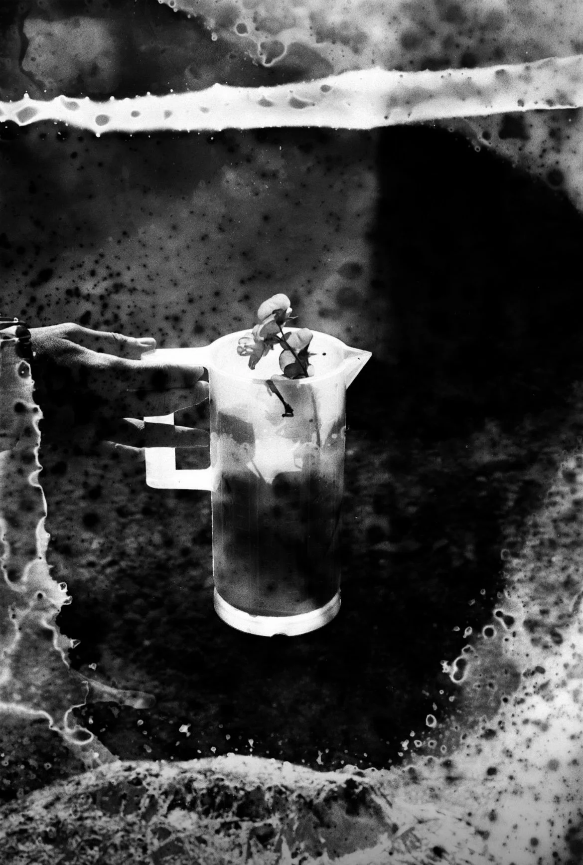 developed with plants at Honeoye Lake, NY 2025