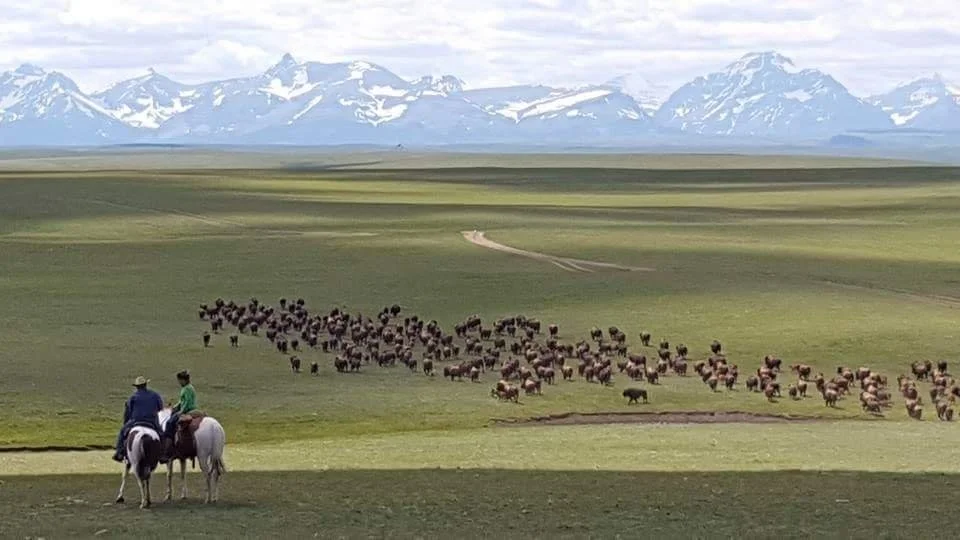 Intertribal Buffalo Council Restores Herds — and More — Part 1