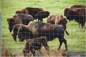  ITBC, 30 years — Yellowstone Bison Dilemma — Part 2