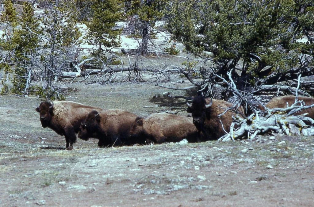 The Buffalo Conservationists — Part 2