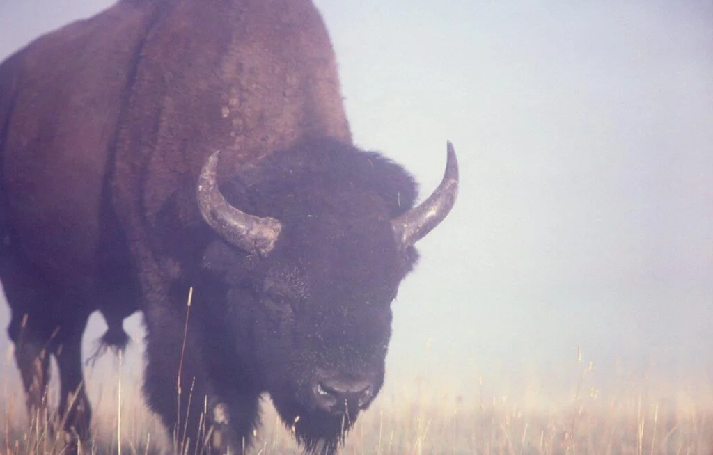 Part 1: Hunting Calves with Buffalo Jones in the Desert, 1886