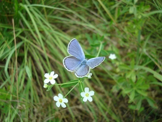 Bison Bellows: Bison Bolster Endangered Blue Butterfly Recovery 