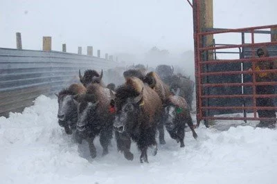 Bison Bellows: The Future of Wild and Domesticated Bison
