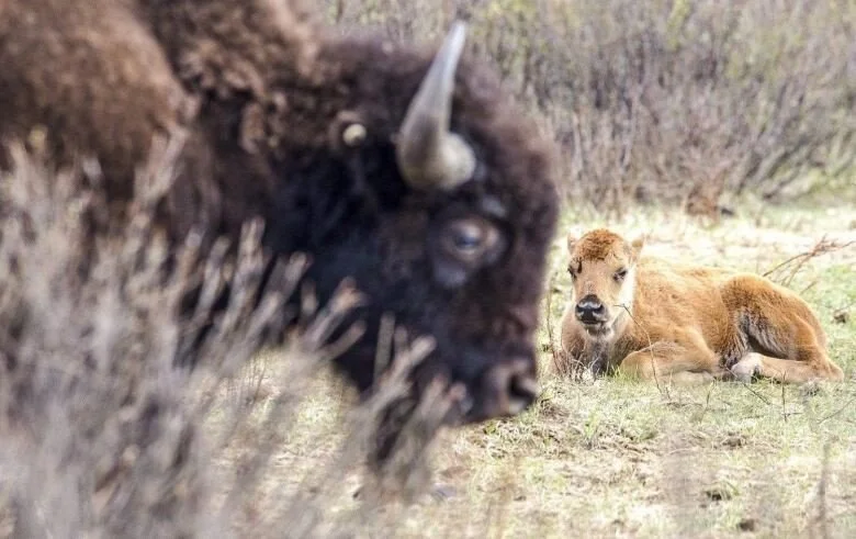 Bison Bellows: Banff National Park’s Newest Wildlife
