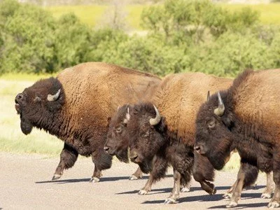 Bison Bellows: Theodore Roosevelt National Park