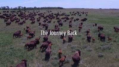 Bison Bellows: The Long Trail Back