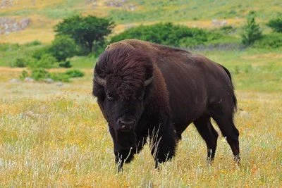 Bison Bellows: Why Manage Ungulates?