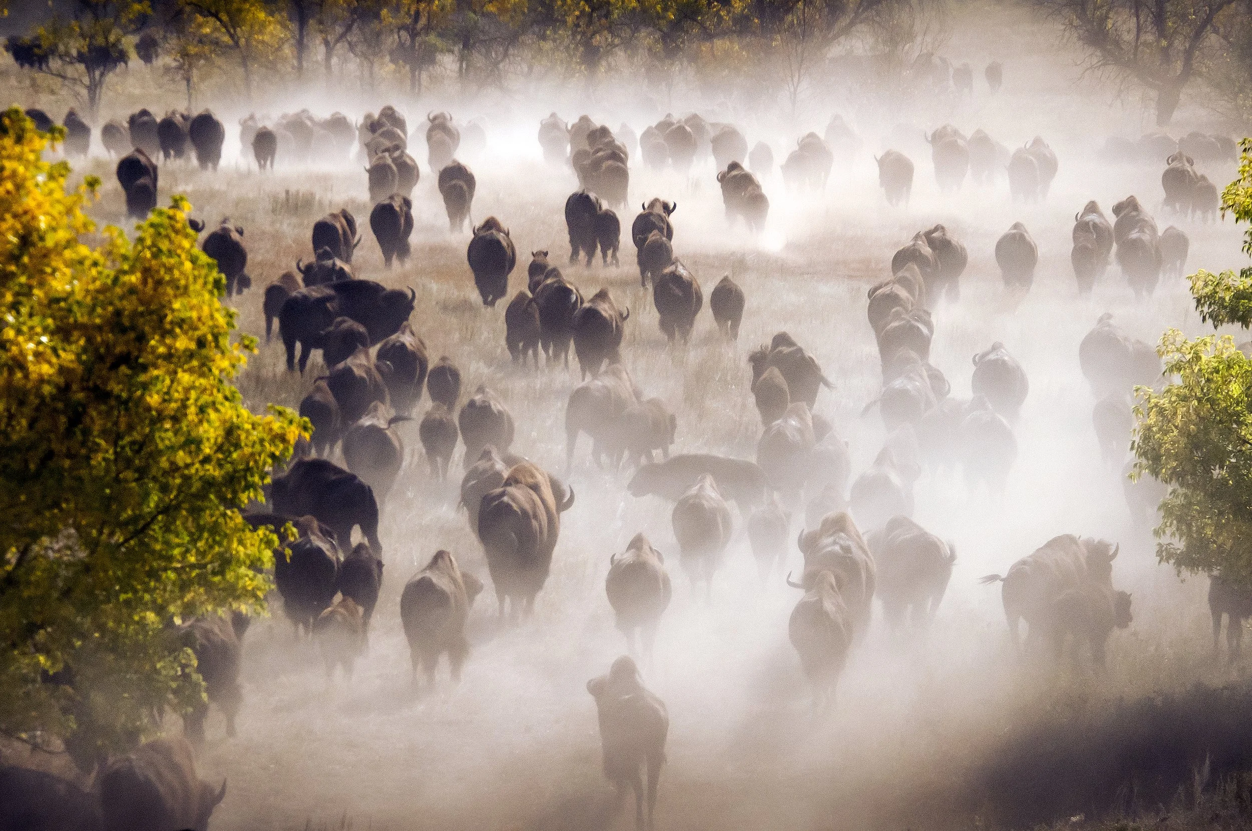 Traditions of Buffalo Origin