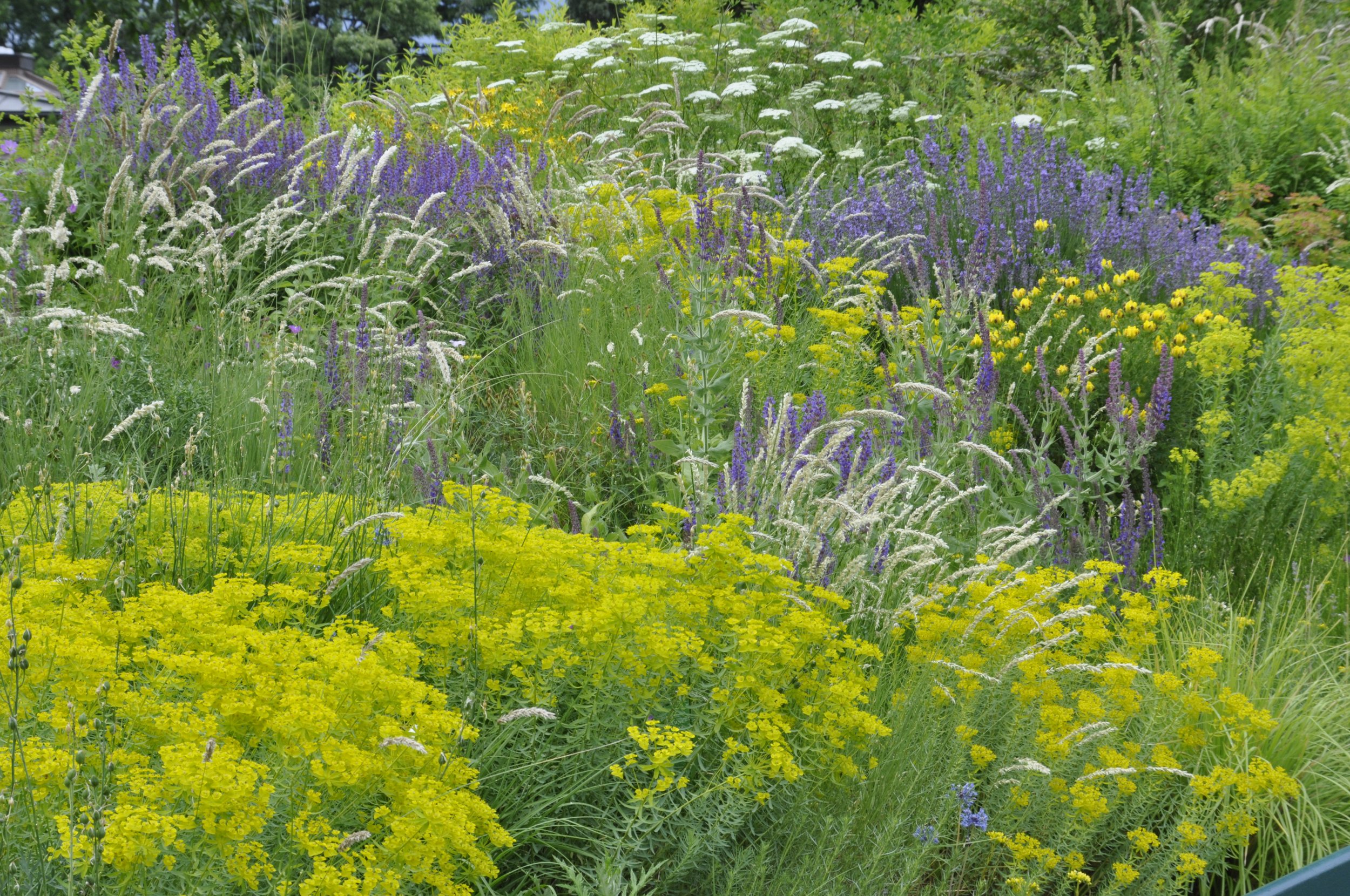 _DSC0144_Steppenheide mit Lavendel, Salvia, Euphorbia.JPG