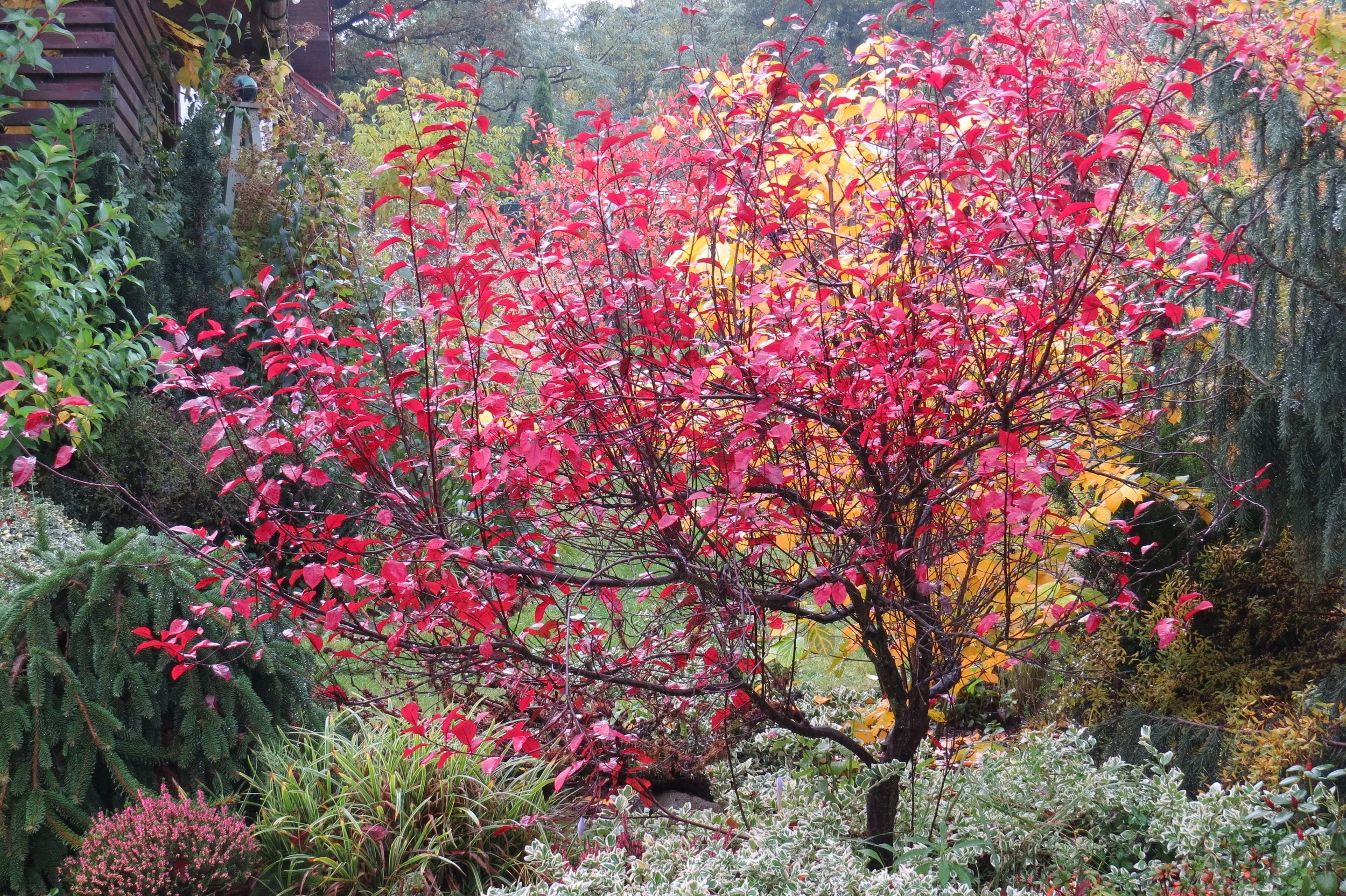 5 drzew o ozdobnych liściach jesienią