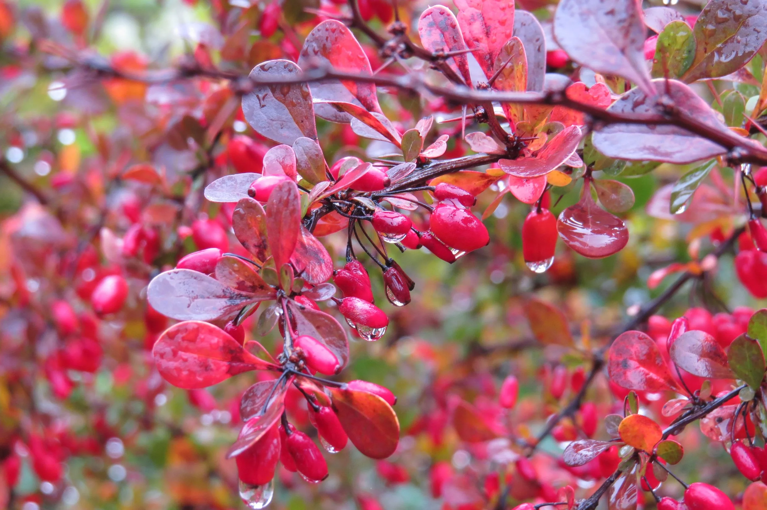 berberys thunberga1.JPG