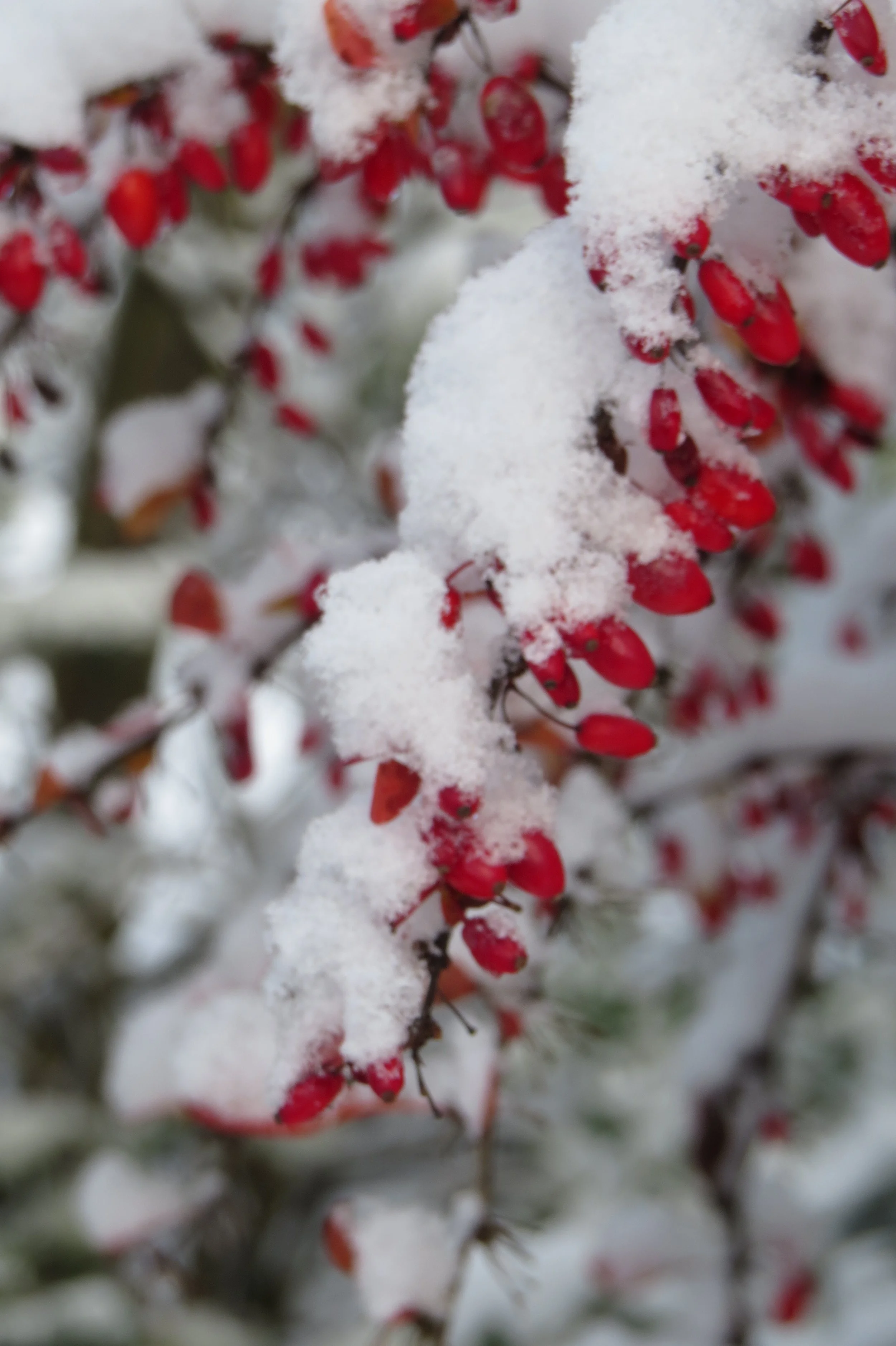 berberys thunberga3.JPG