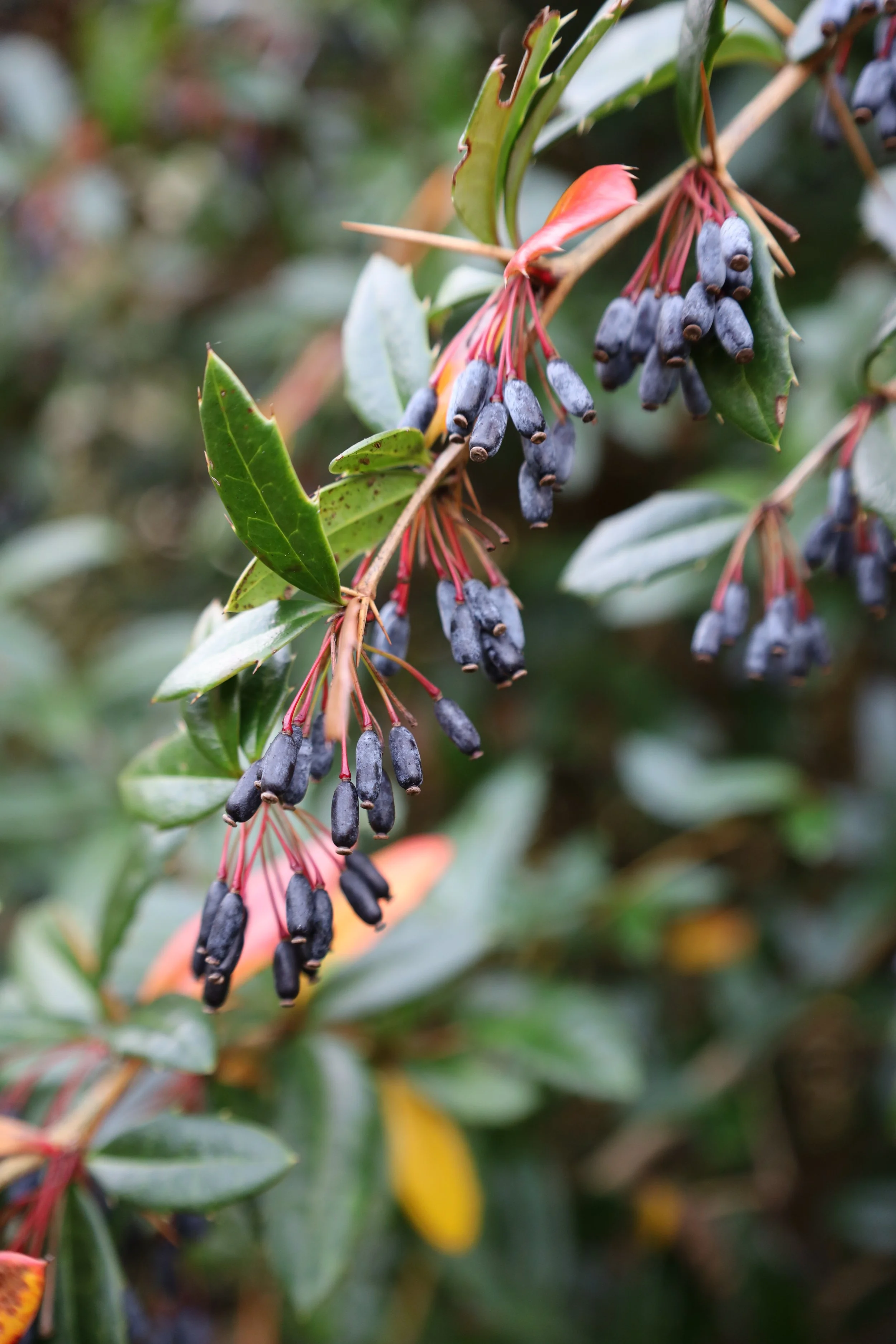 berberys Julianny.4.JPG