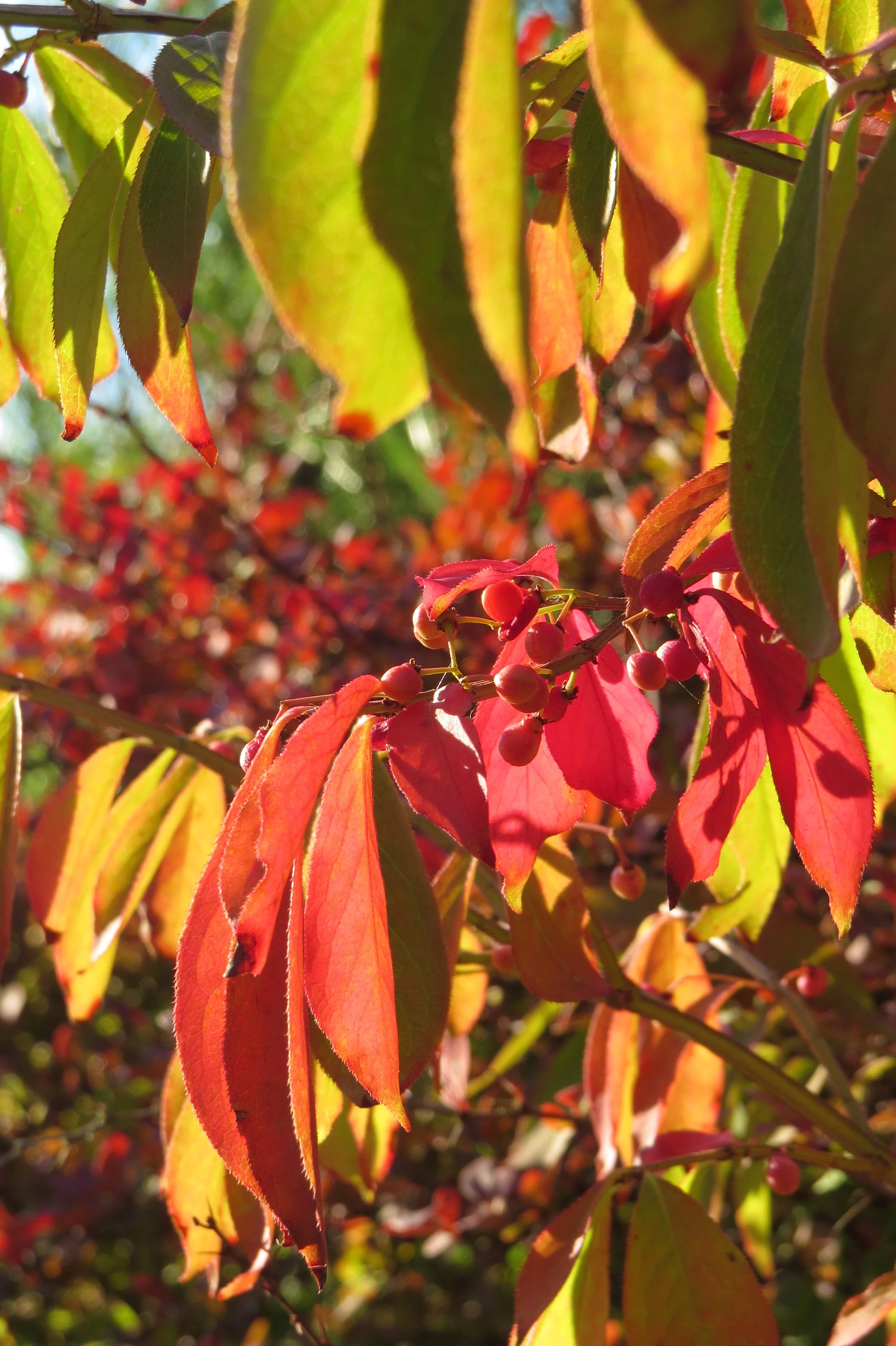 trzmielina oskrzydlona.JPG