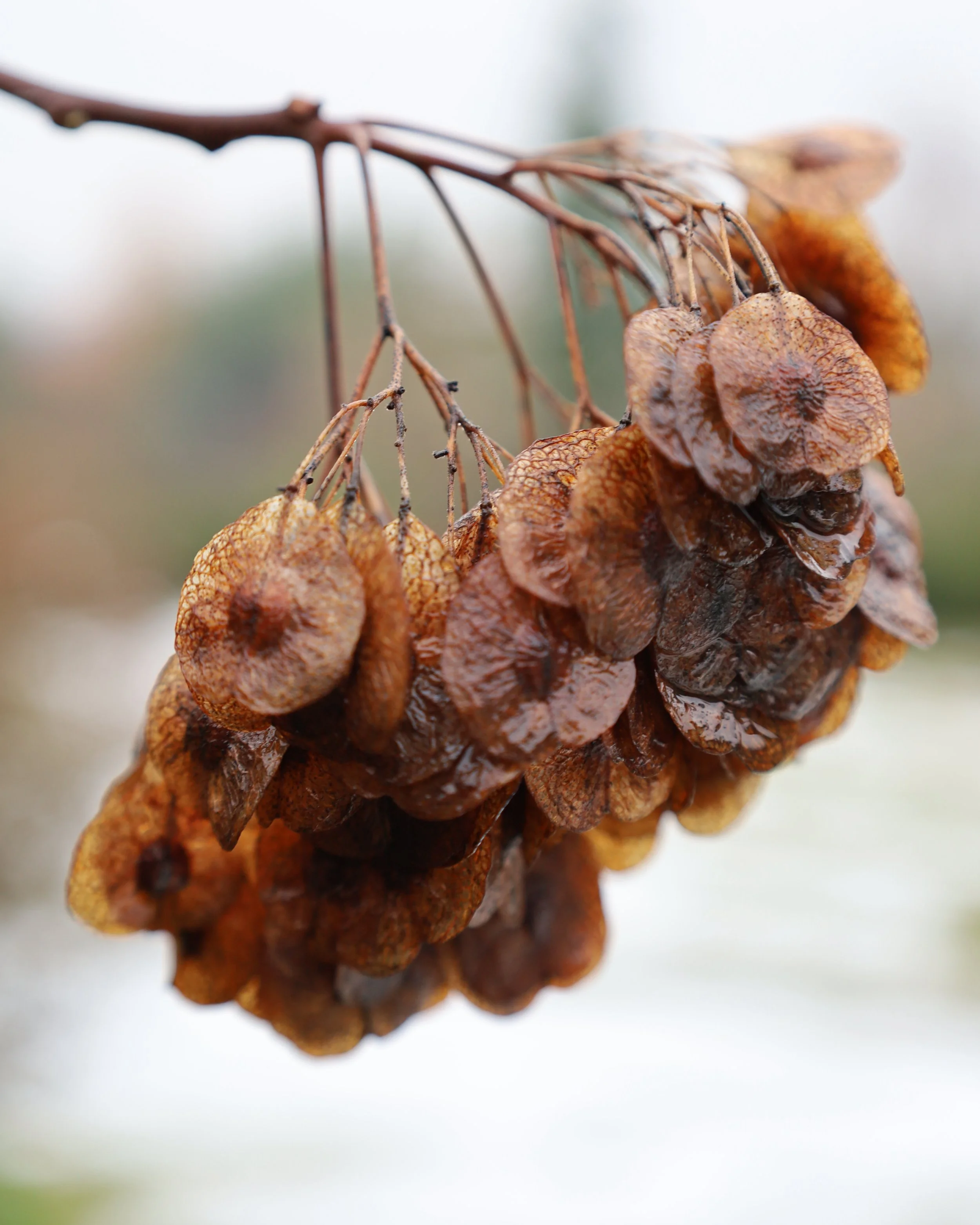 Parczelina trójlistkowa (Ptelea trifoliata)