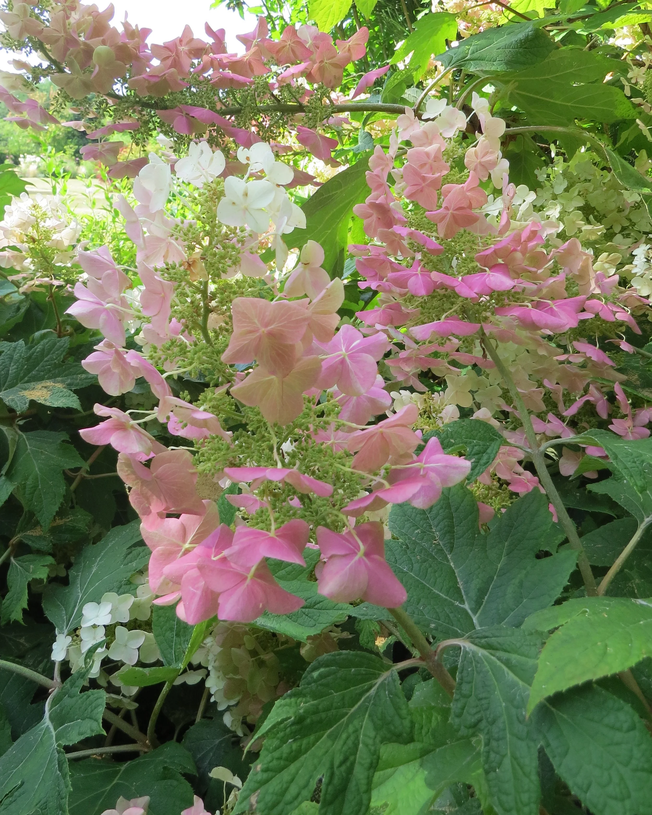 hortensja dębolistna1.JPG