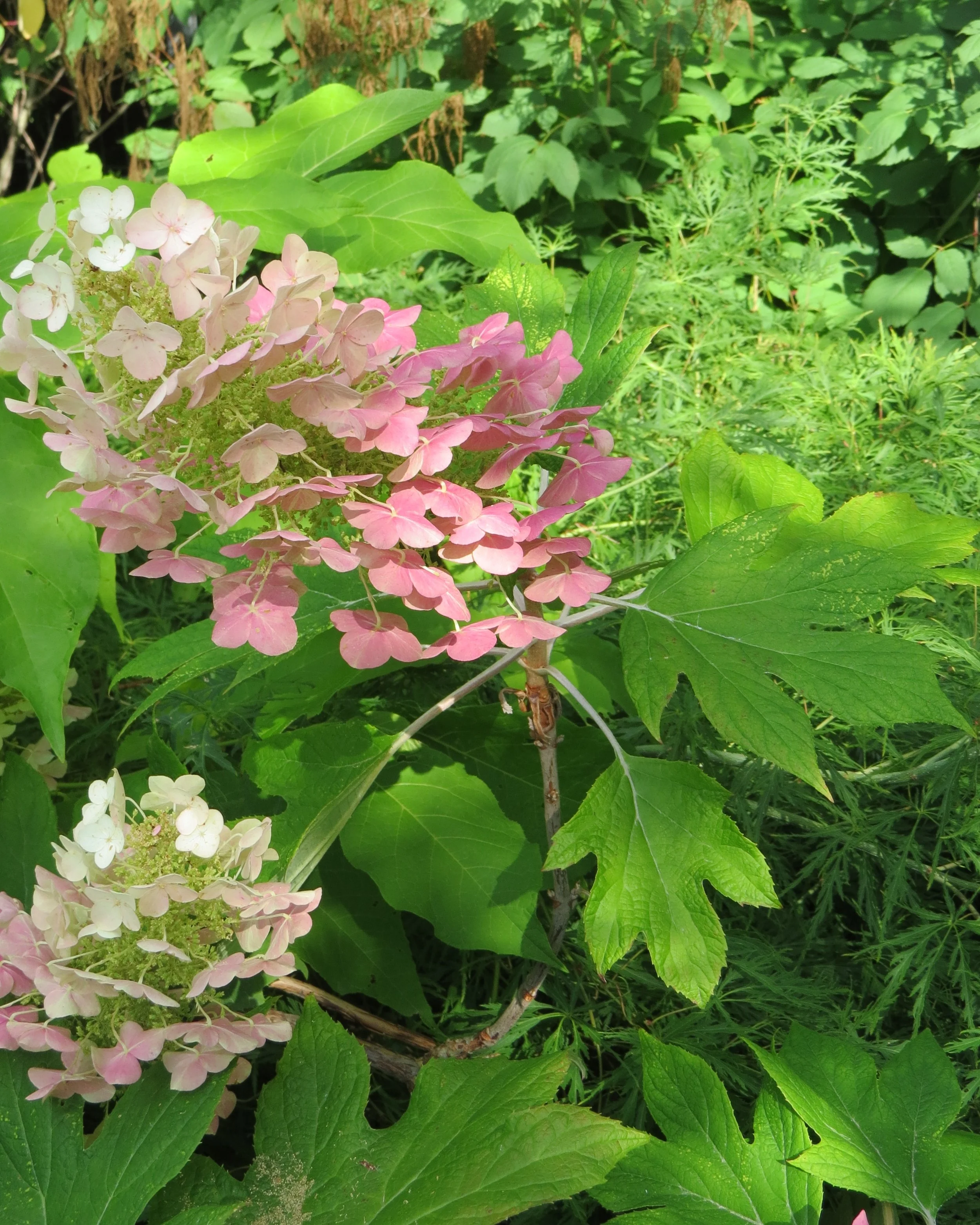 hortensja dębolistna3.JPG