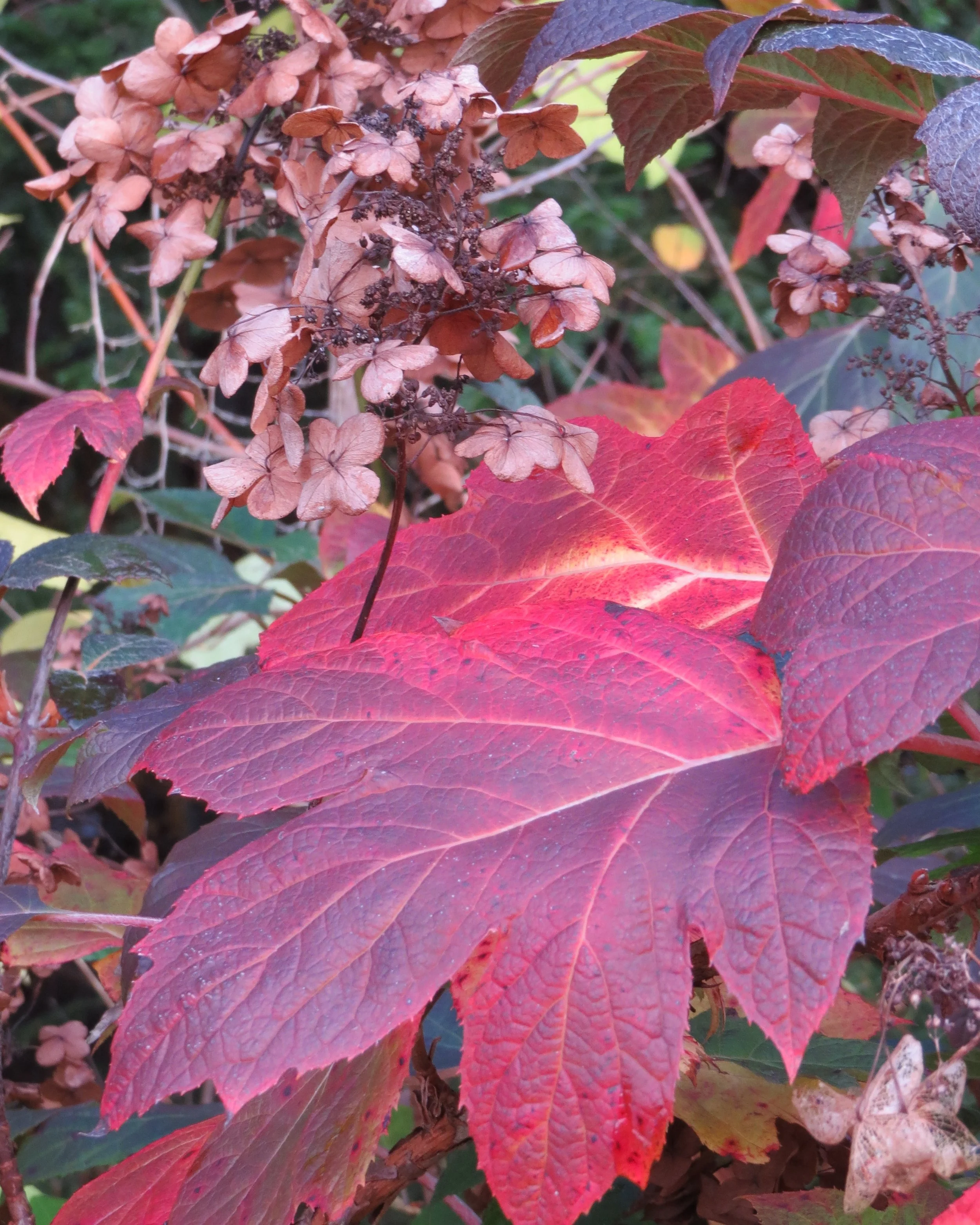 hortensja dębolistna5.JPG