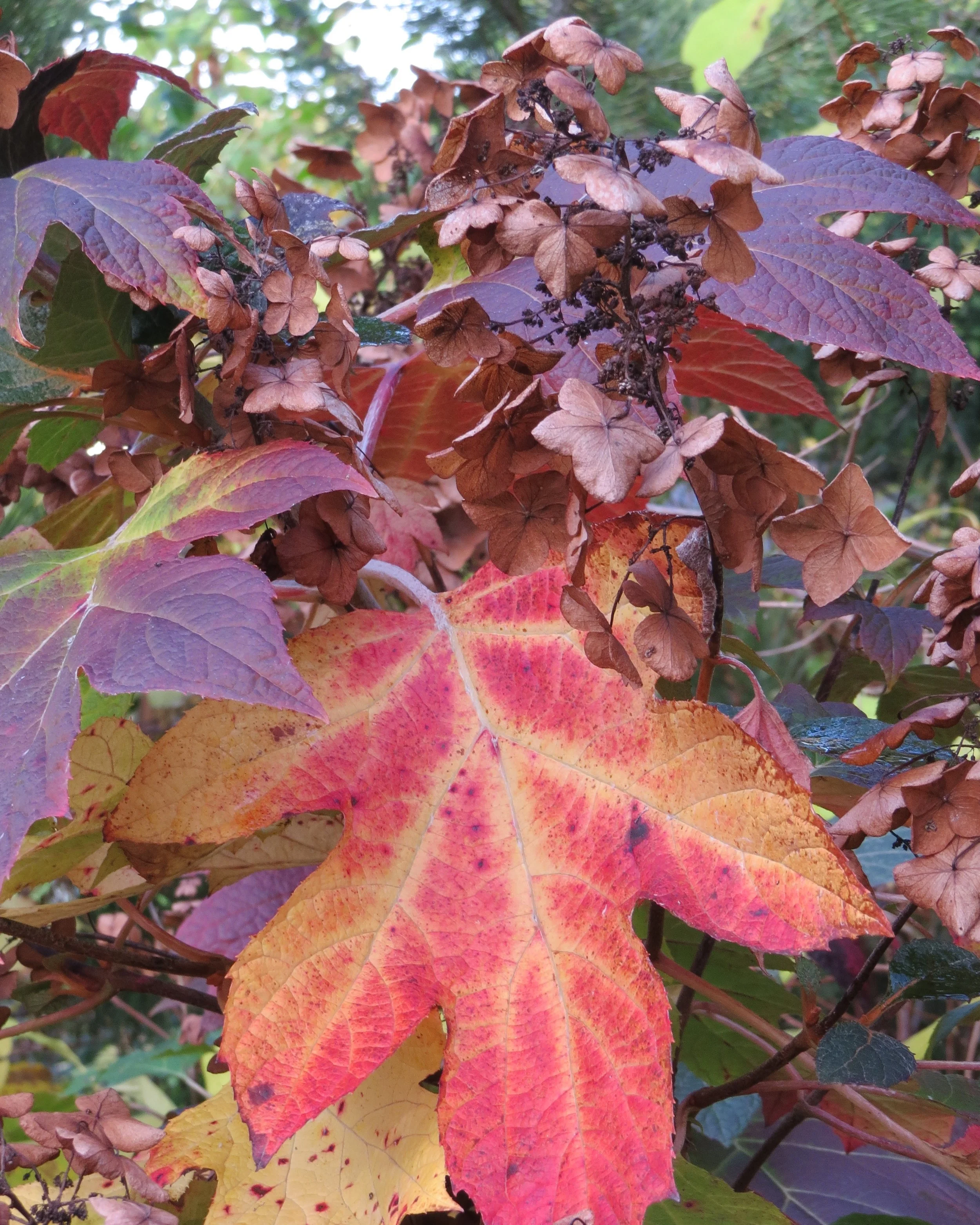 hortensja dębolistna6.JPG